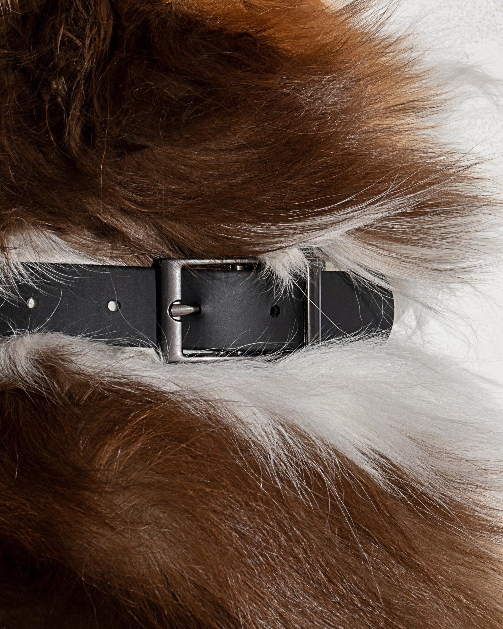 Collar - Eva Pet - Wild One