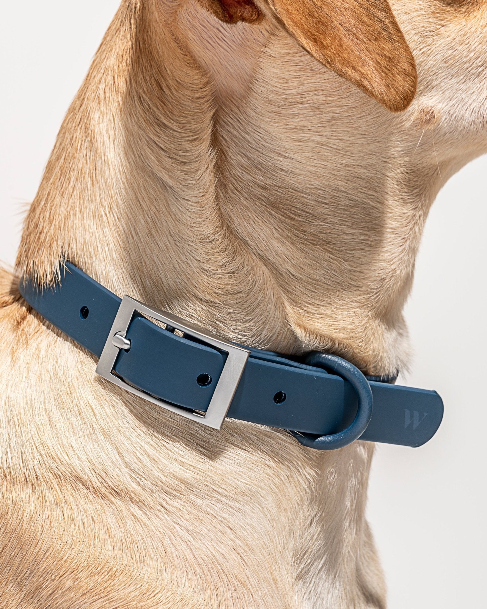 Collar - Eva Pet - Wild One