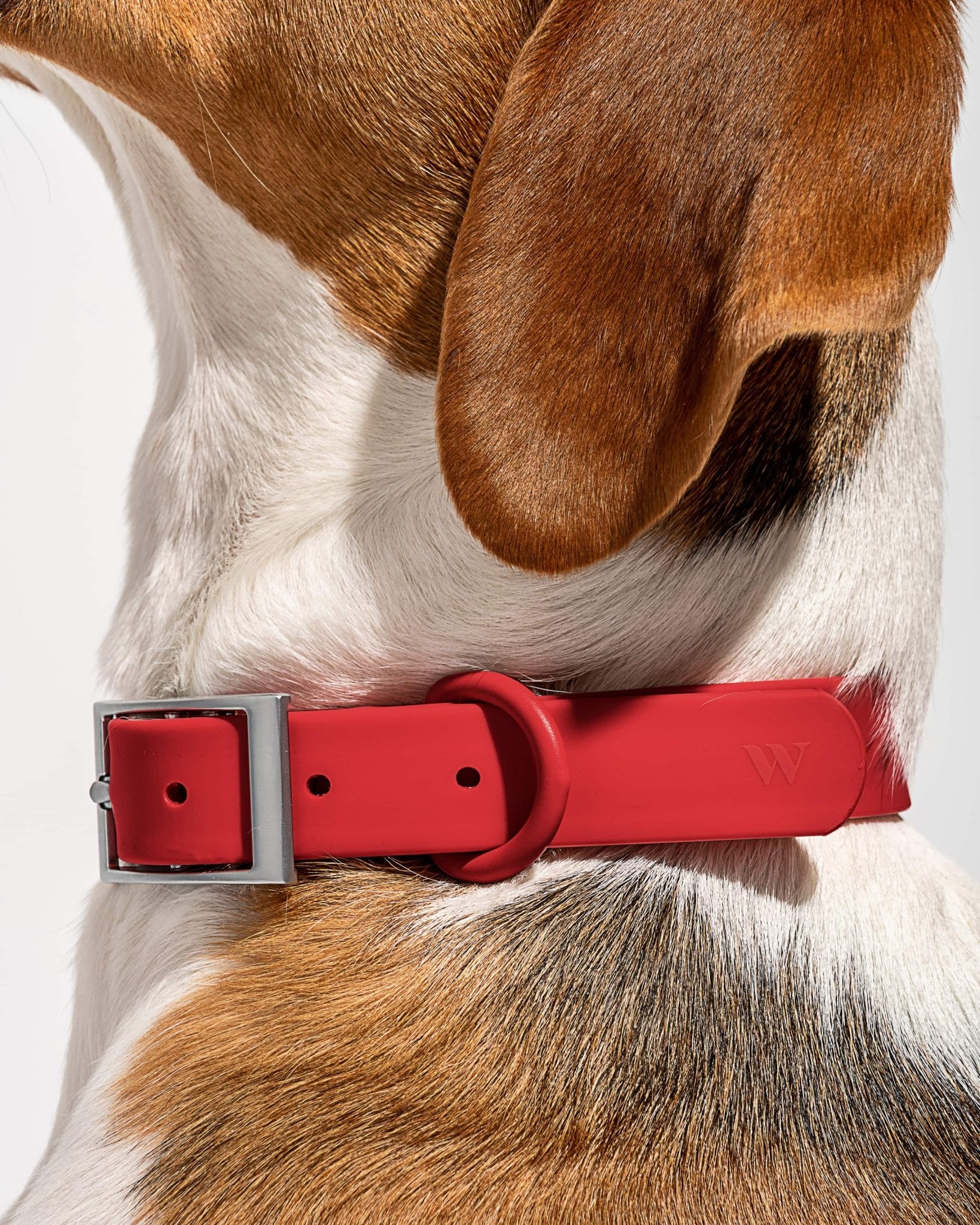 Collar - Eva Pet - Wild One