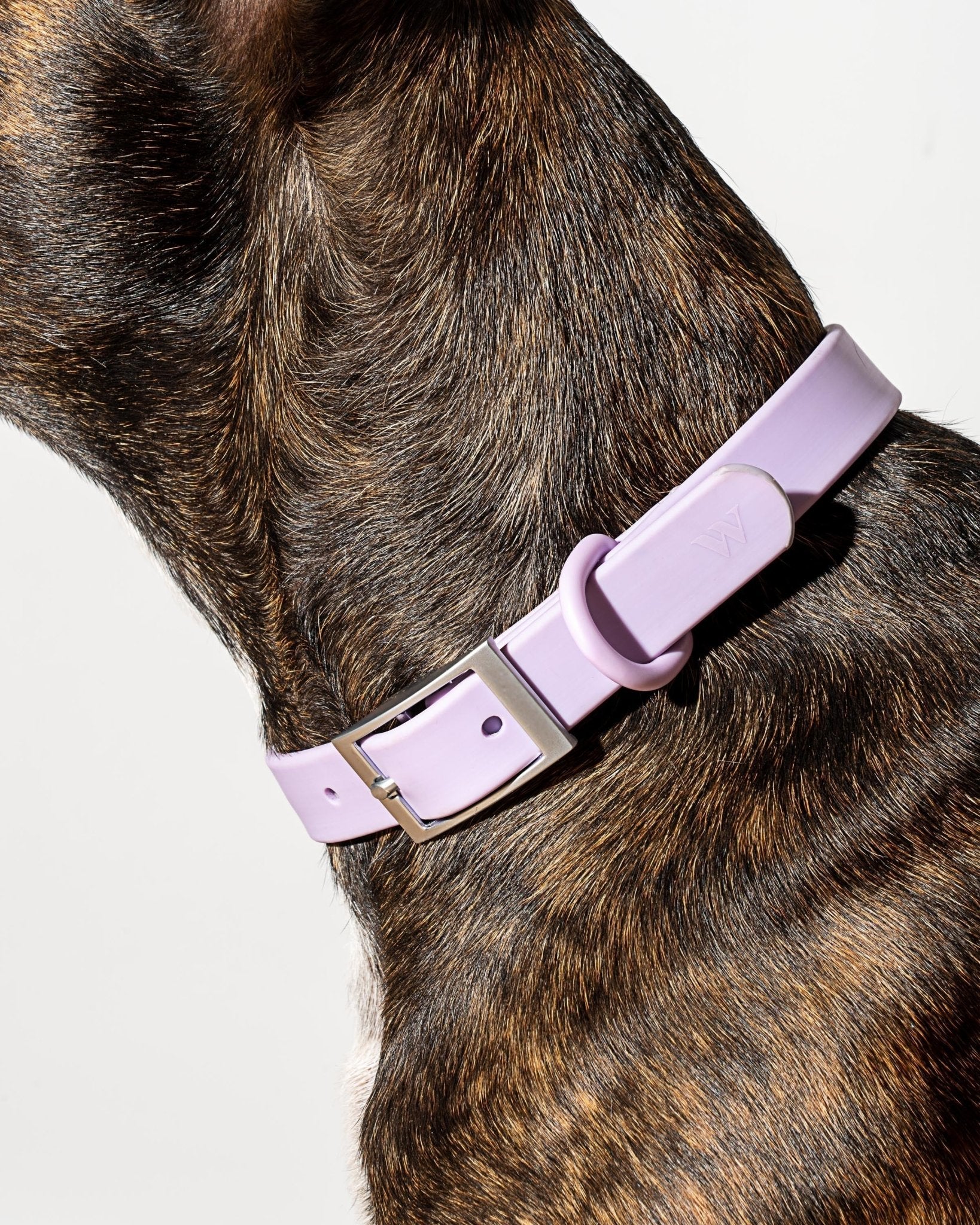 Collar - Eva Pet - Wild One