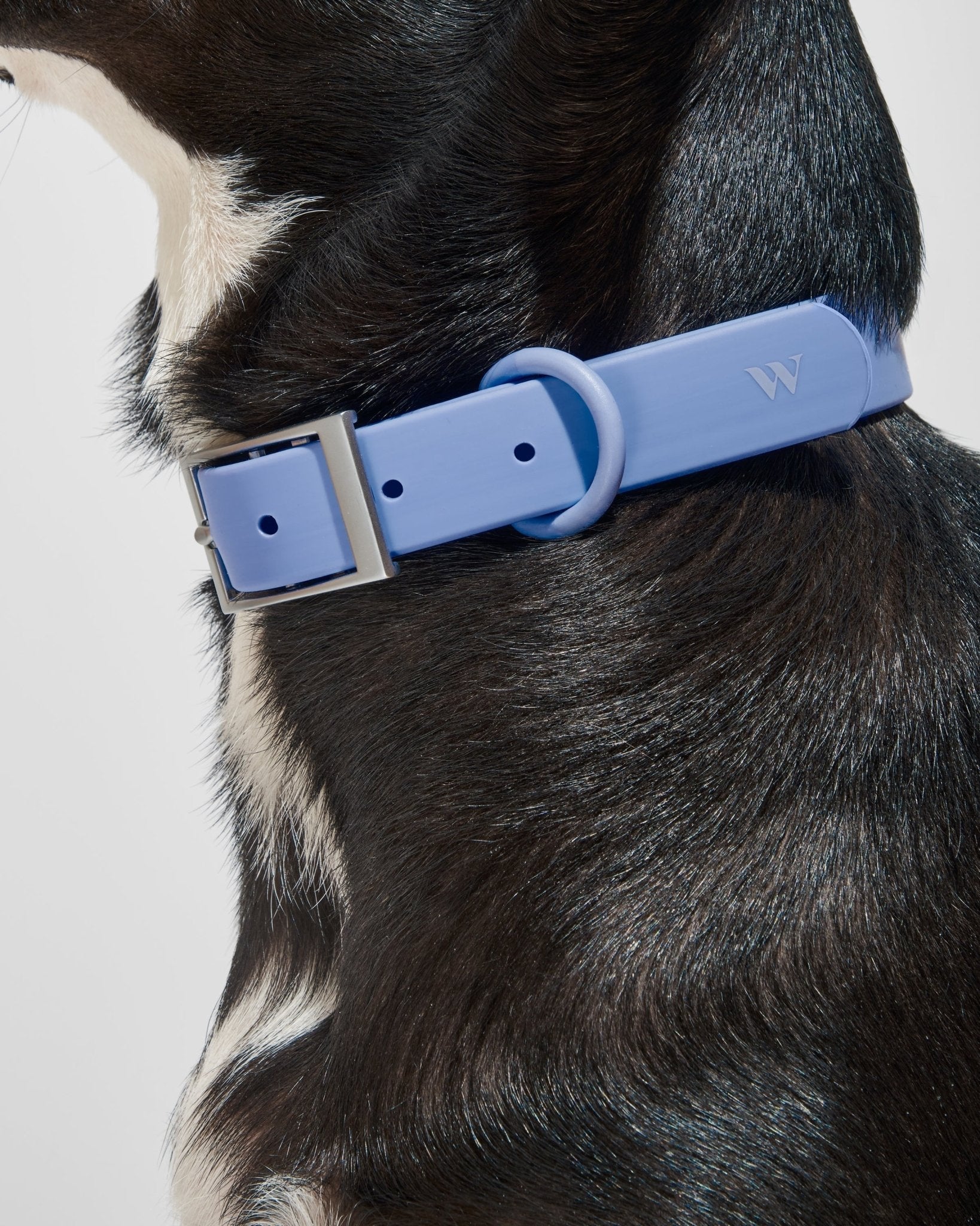 Collar - Eva Pet - Wild One