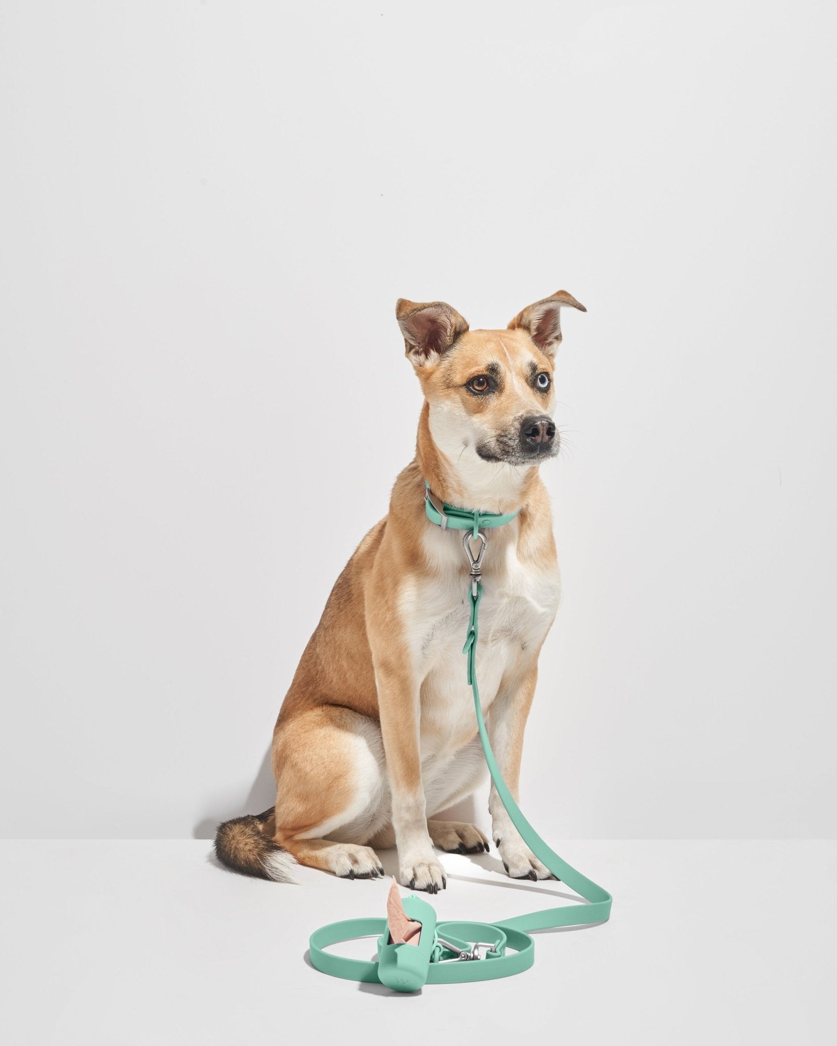 Collar - Eva Pet - Wild One