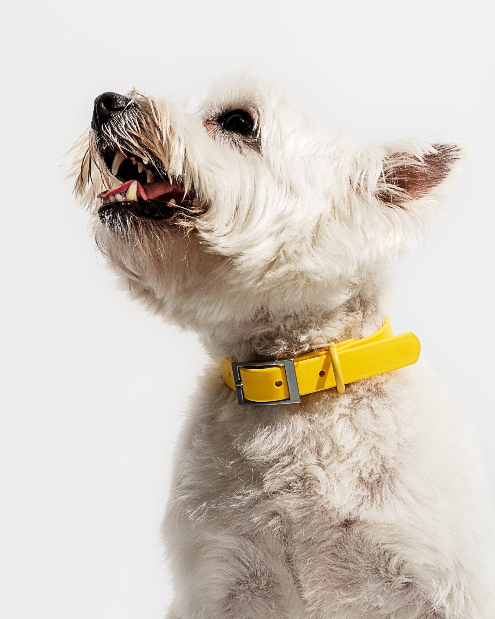 Collar - Eva Pet - Wild One