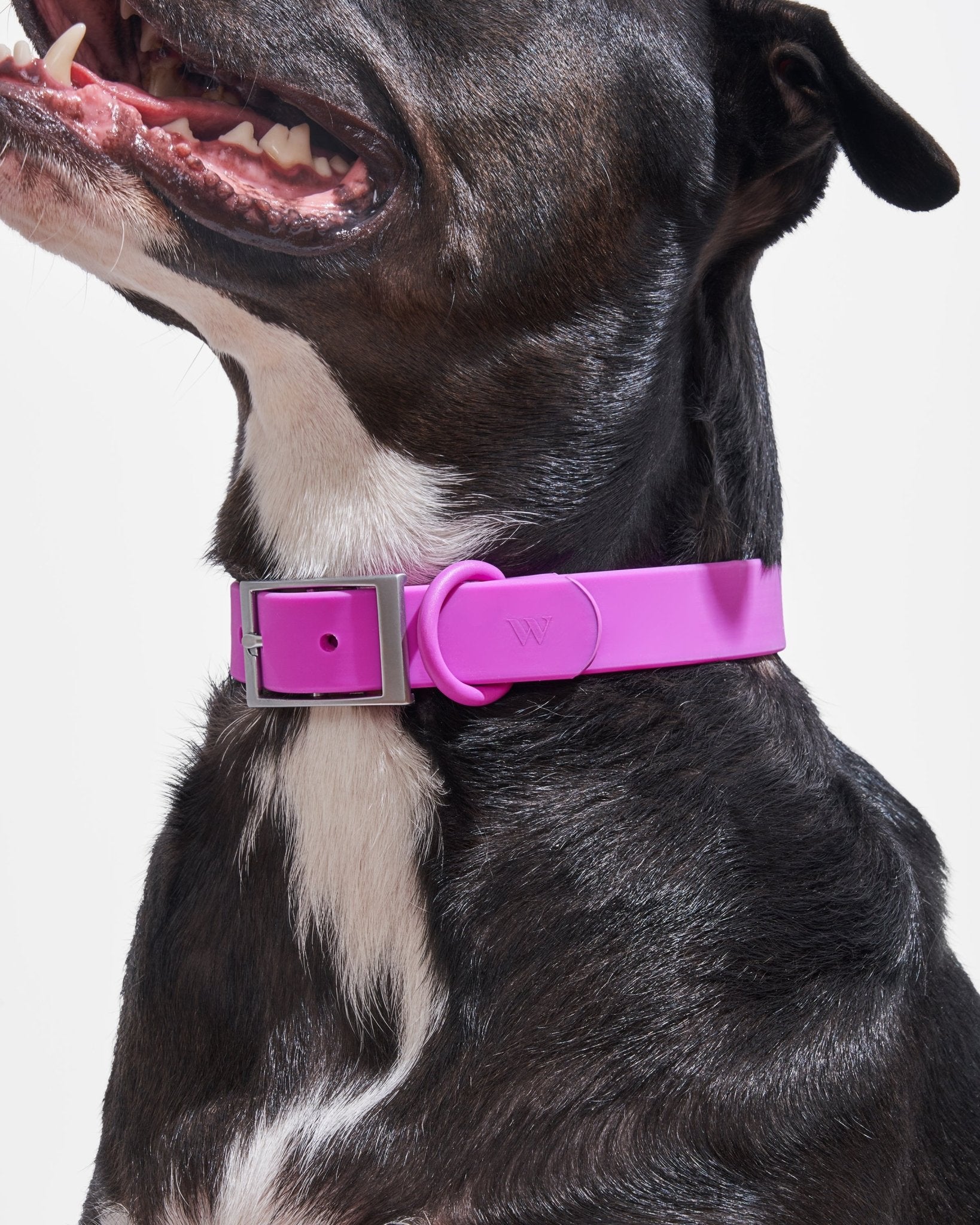 Collar - Eva Pet - Wild One