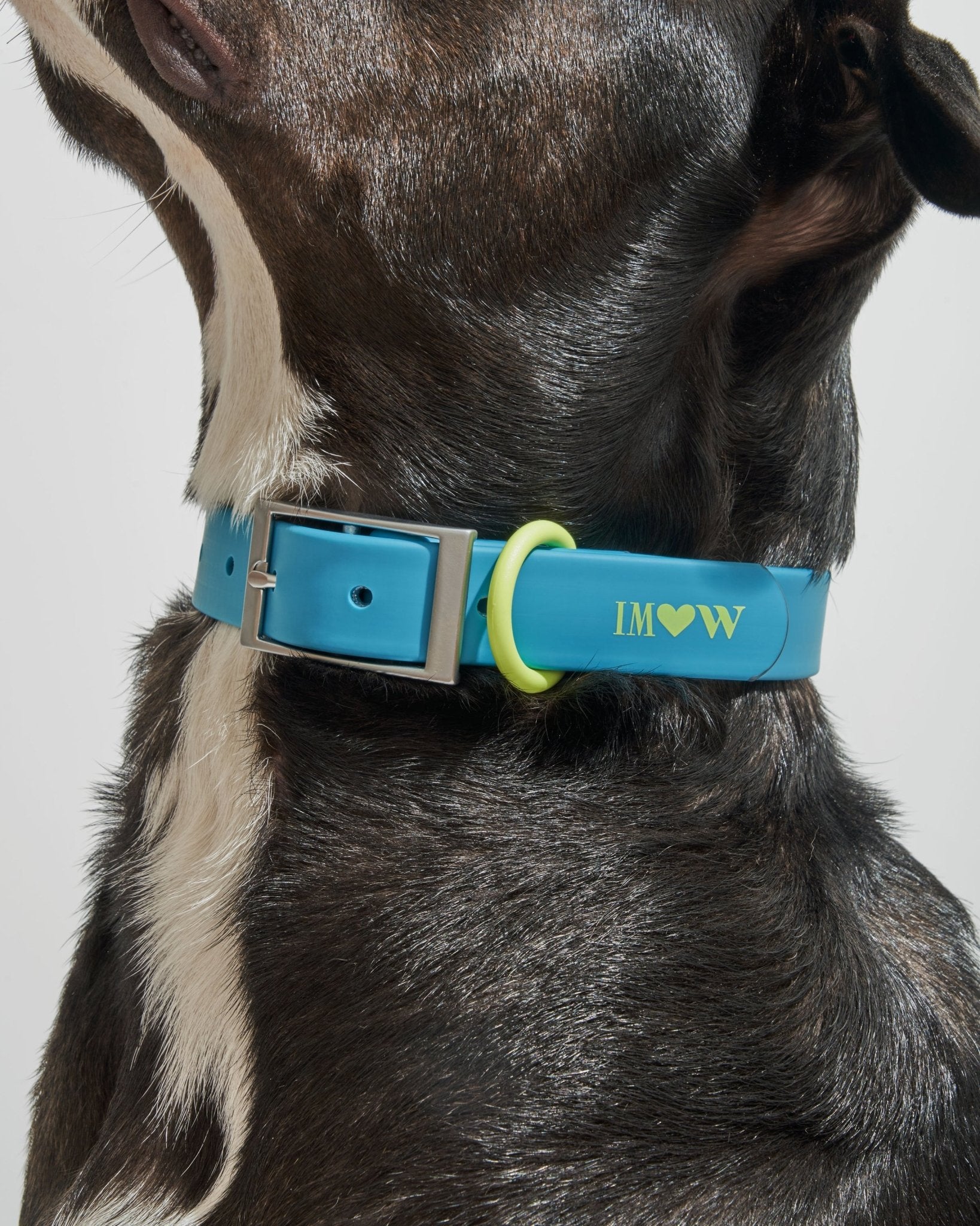 Collar - Eva Pet - Wild One