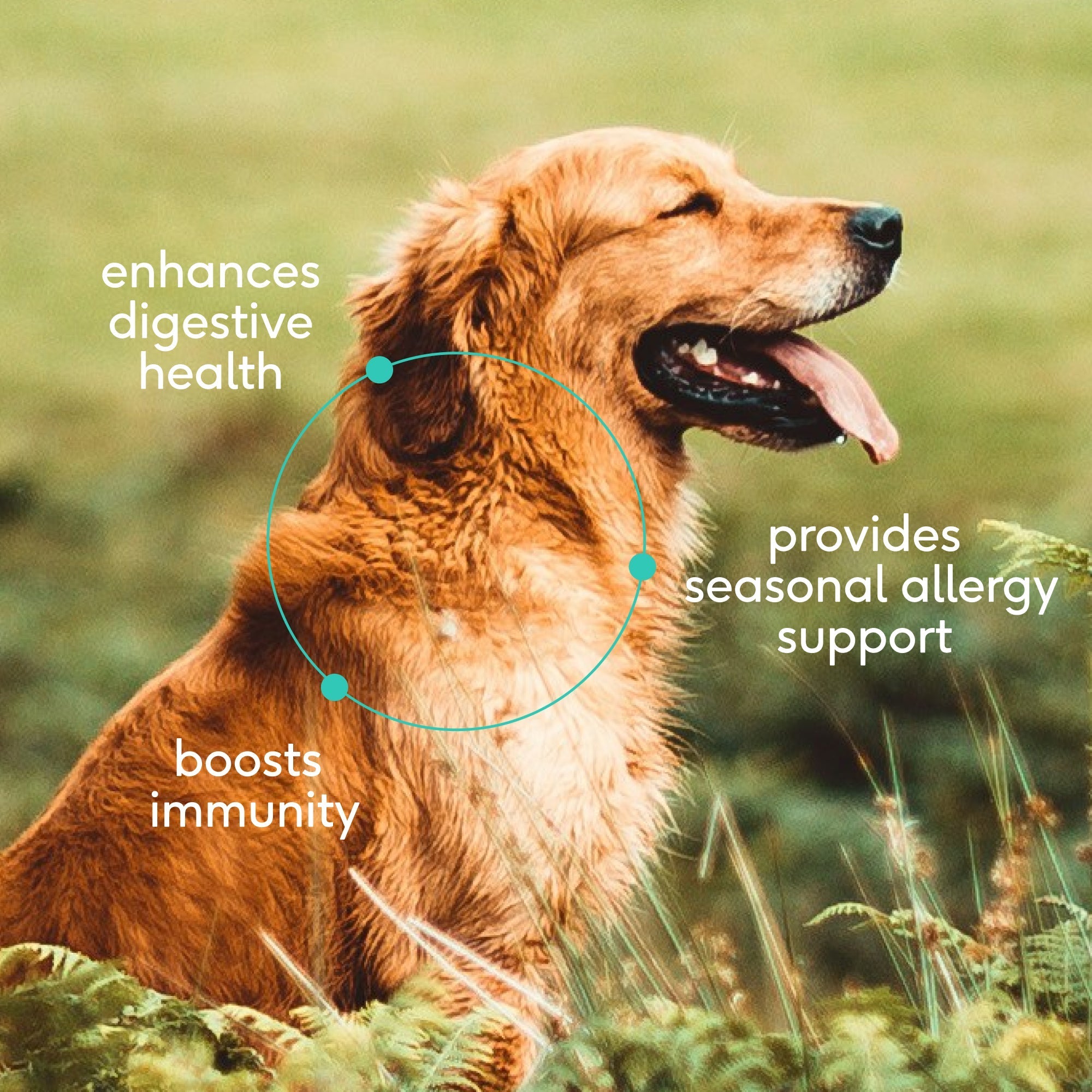 COLOSTRUM - Eva Pet - Native Pet