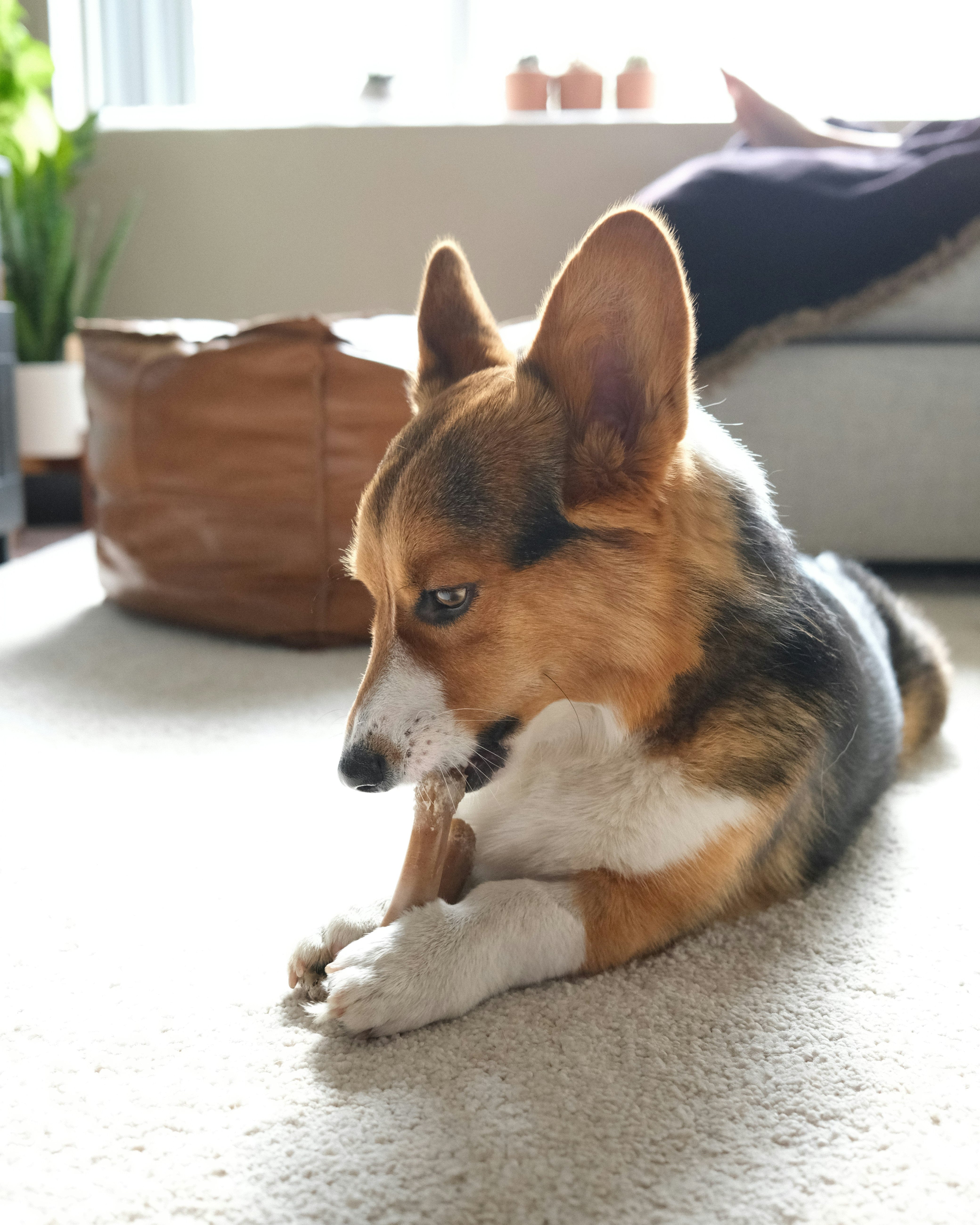 corgie dog chewing on a bone