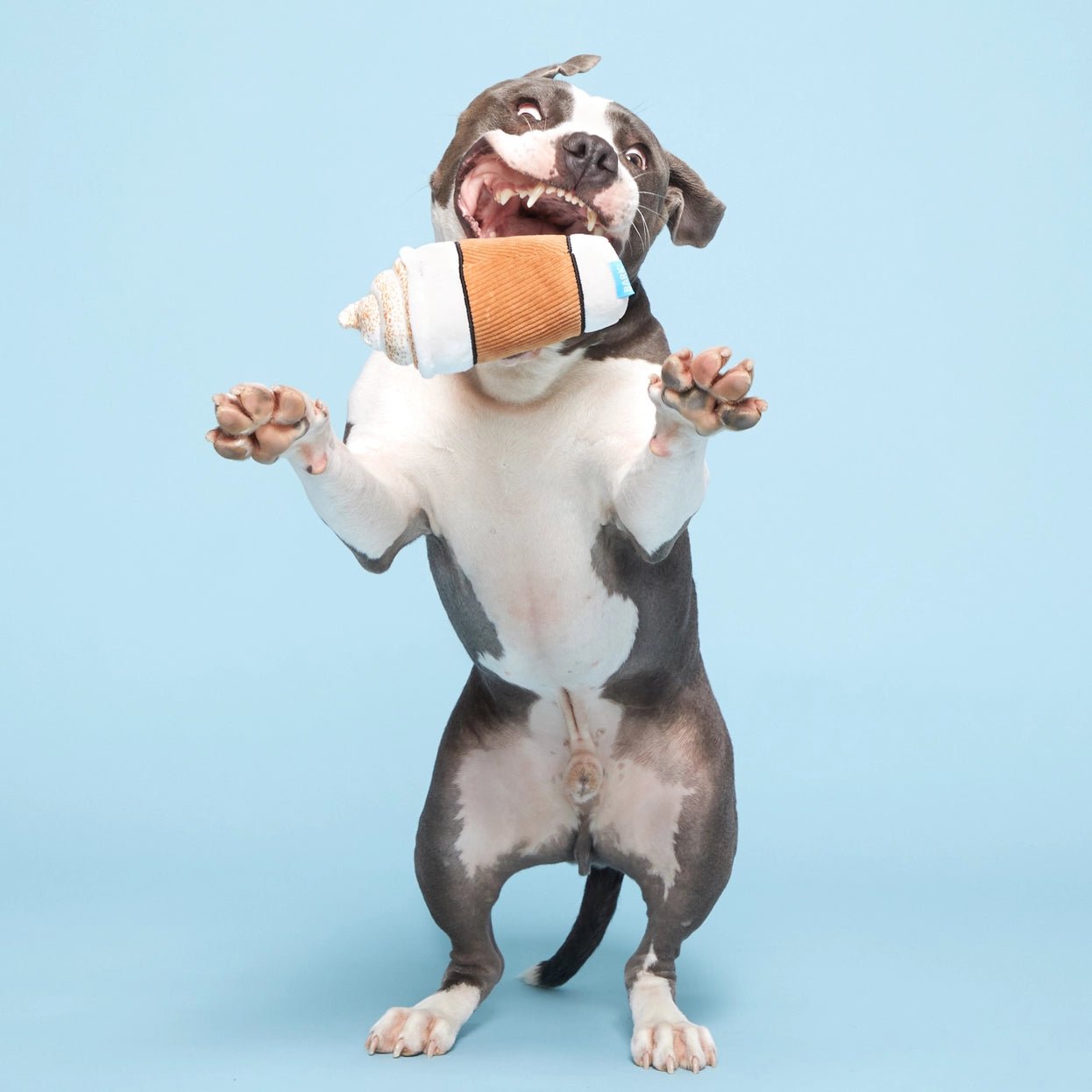 Cup of Bark Roast Plush Dog Toy - Eva Pet - BARK