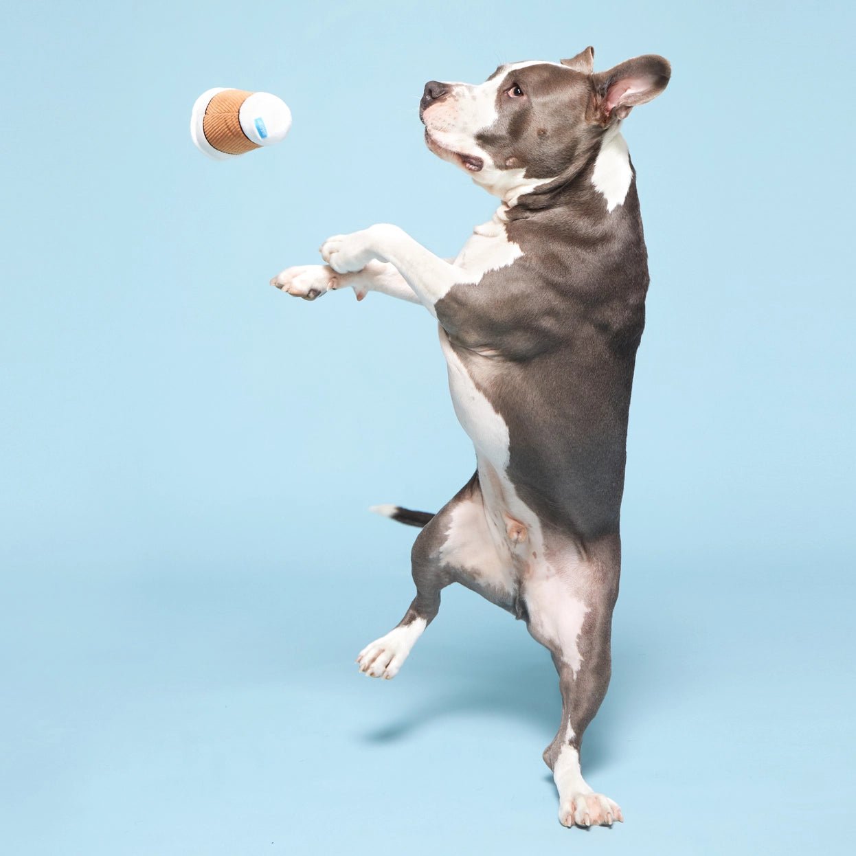 Cup of Bark Roast Plush Dog Toy - Eva Pet - BARK