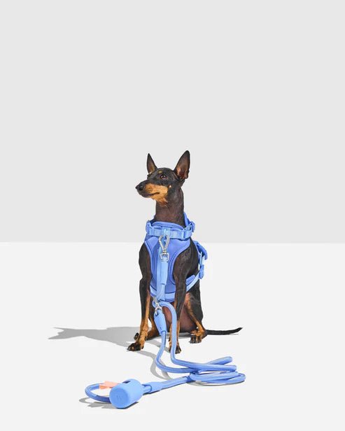 Dog Leash - Eva Pet - Eva Pet