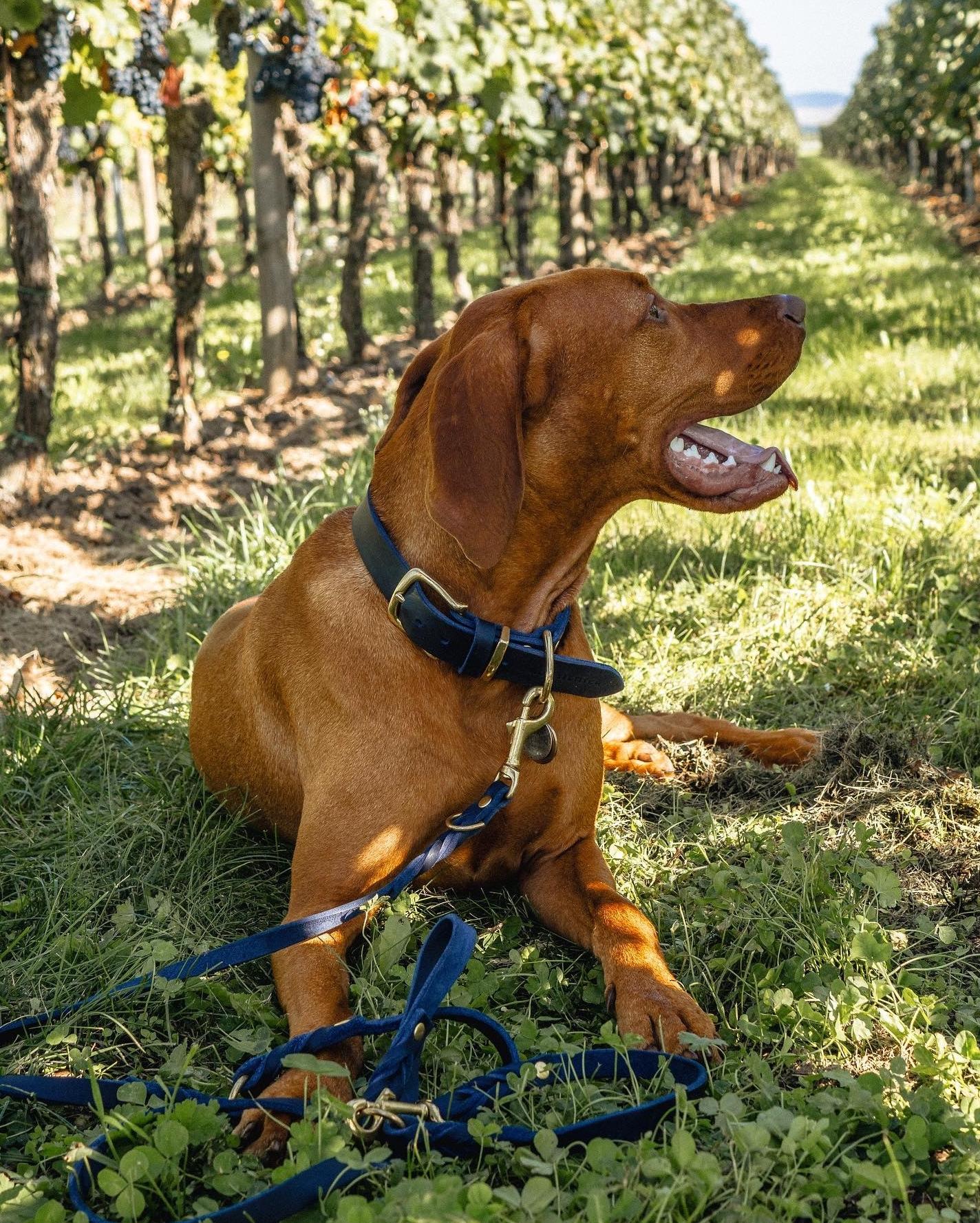 dog laying in vineyard wearing blue collar and leash
