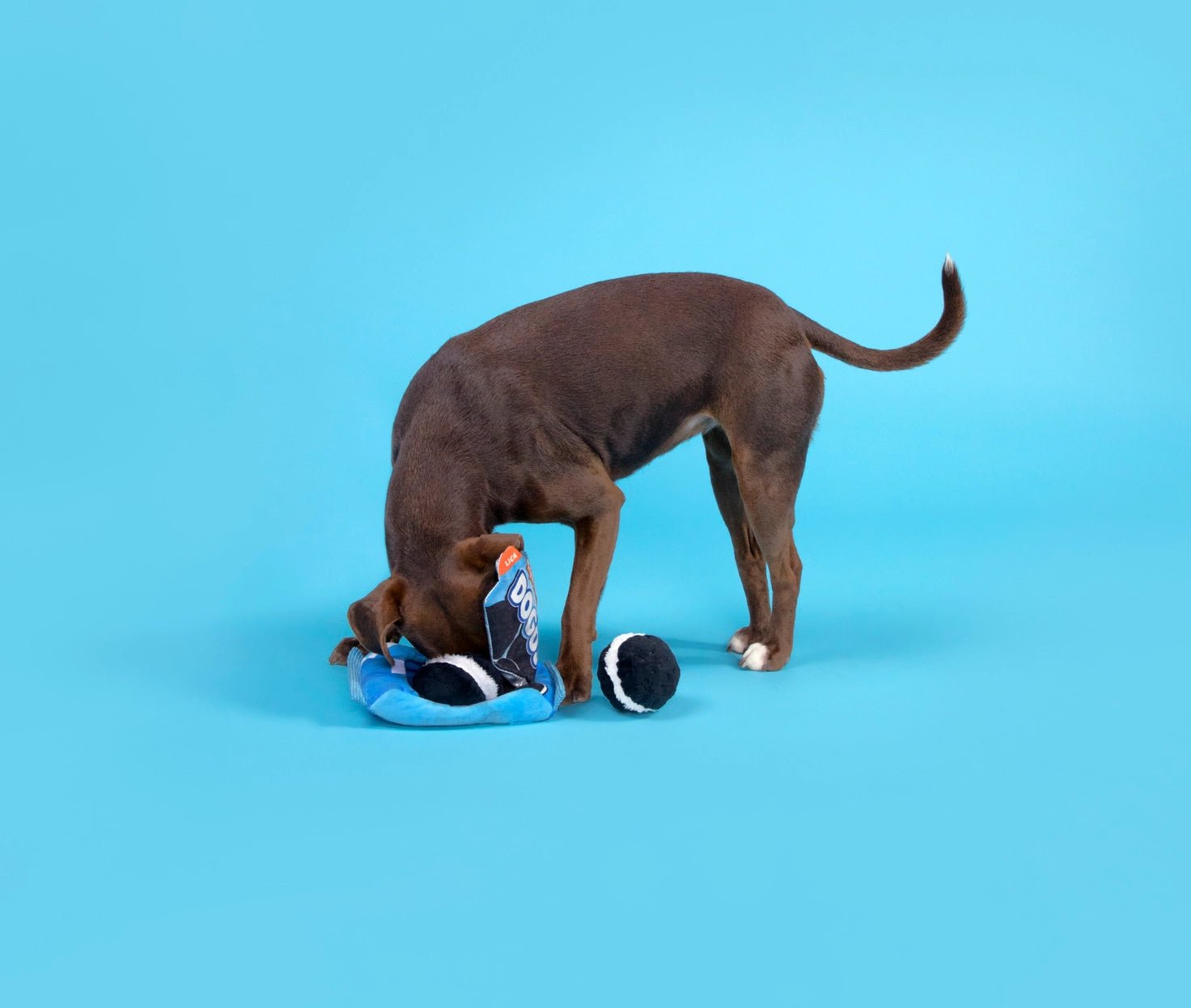 Dogo Dunkers Plush Dog Toy 3pc - Eva Pet - BARK