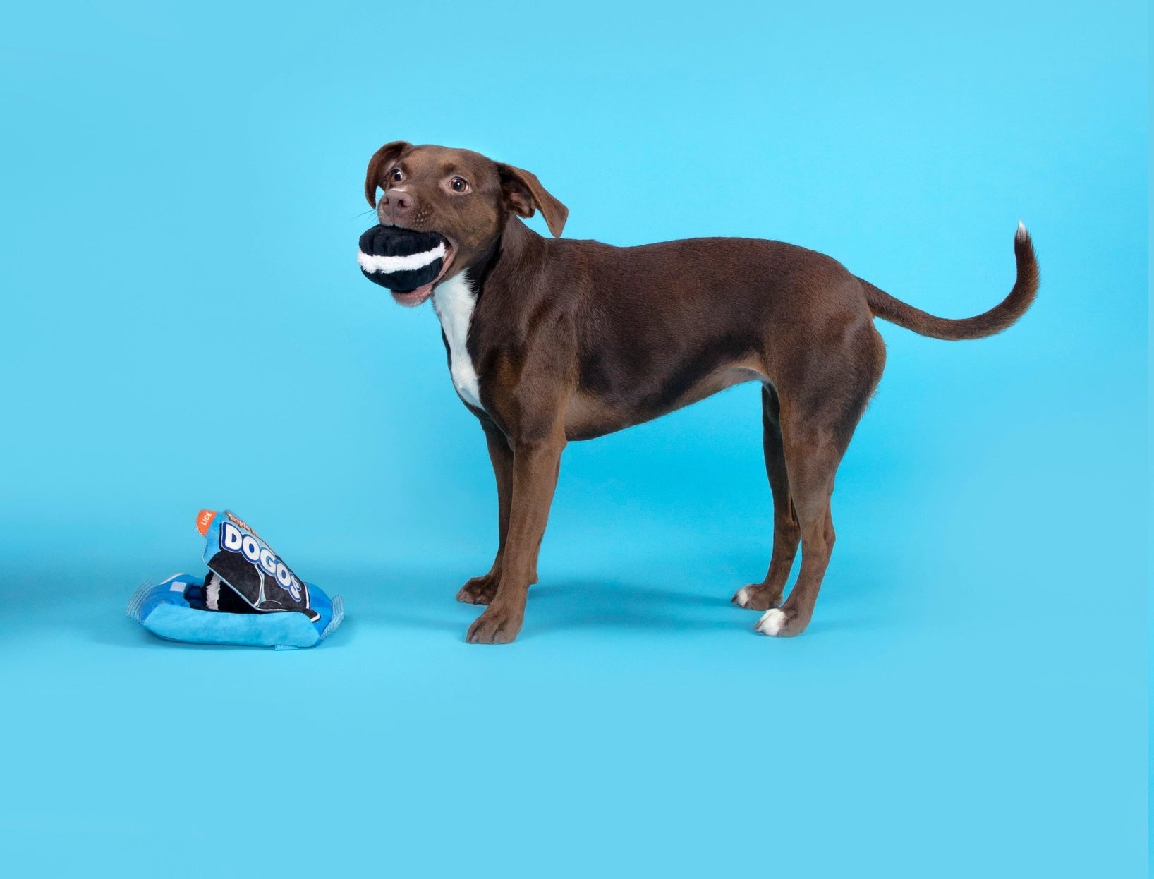 Dogo Dunkers Plush Dog Toy 3pc - Eva Pet - BARK