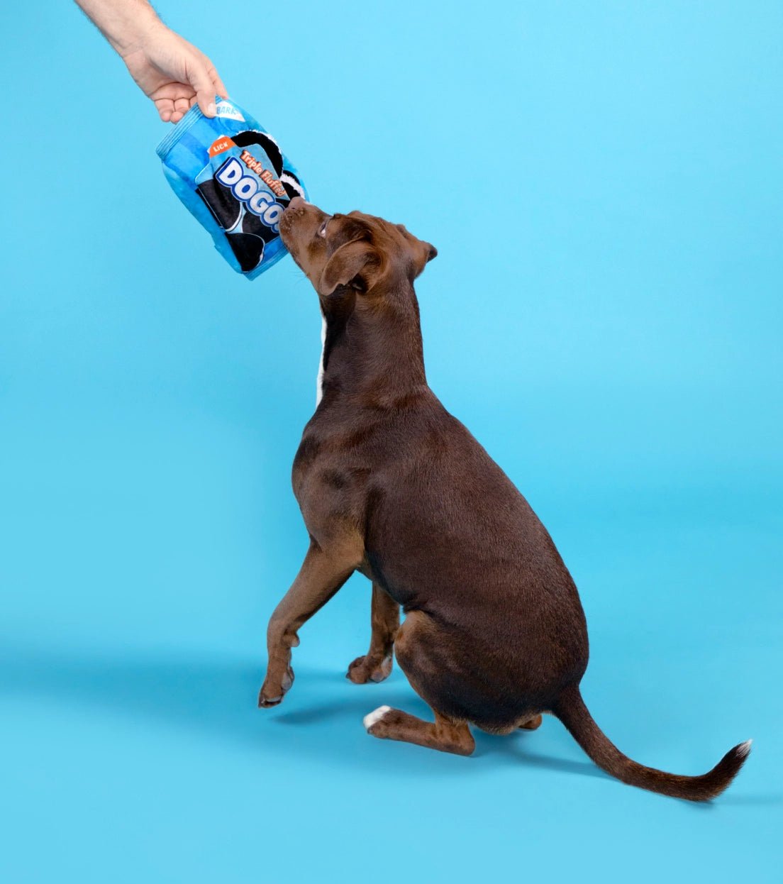 Dogo Dunkers Plush Dog Toy 3pc - Eva Pet - BARK