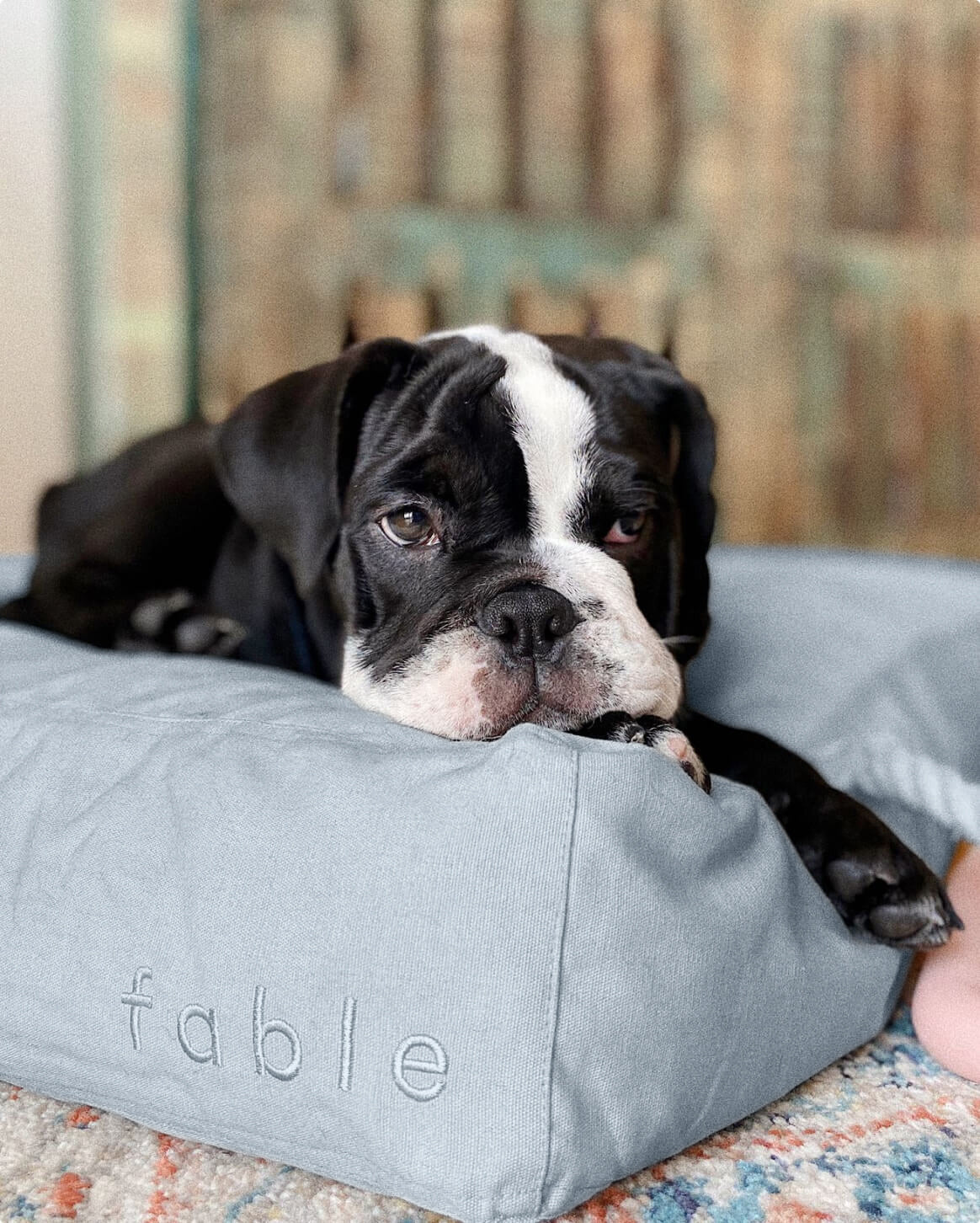 Fable Bed - Eva Pet - Fable Pets