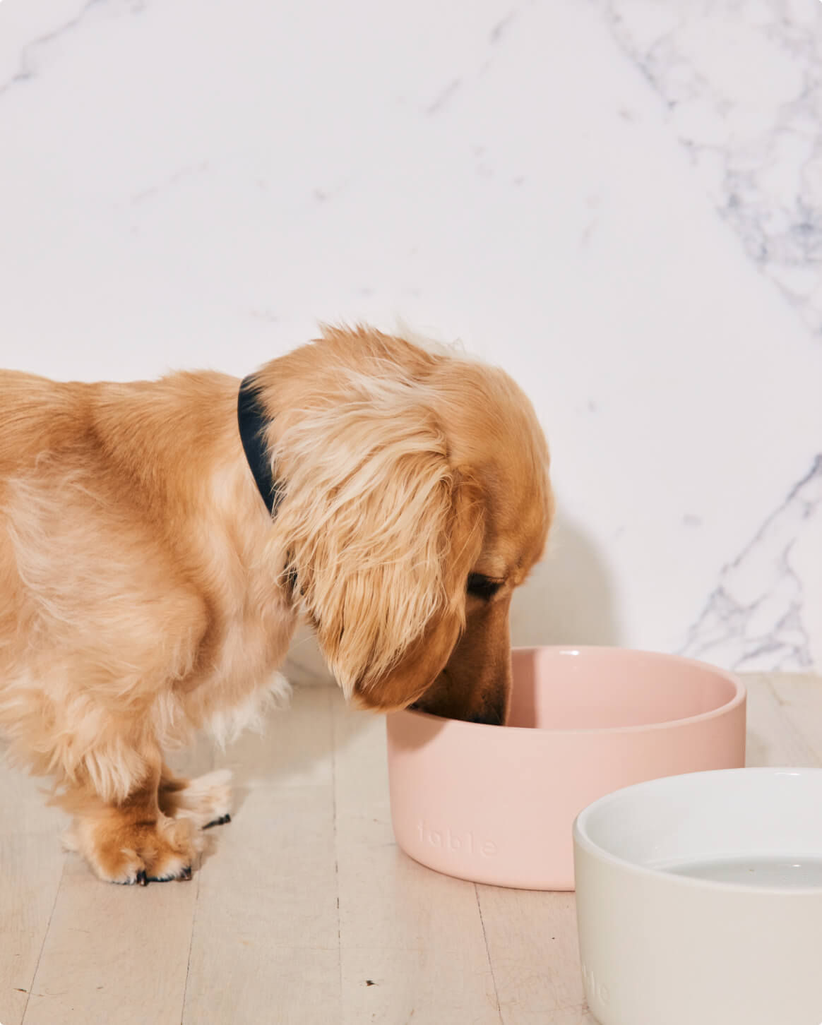 Fable Bowl - Eva Pet - Fable Pets
