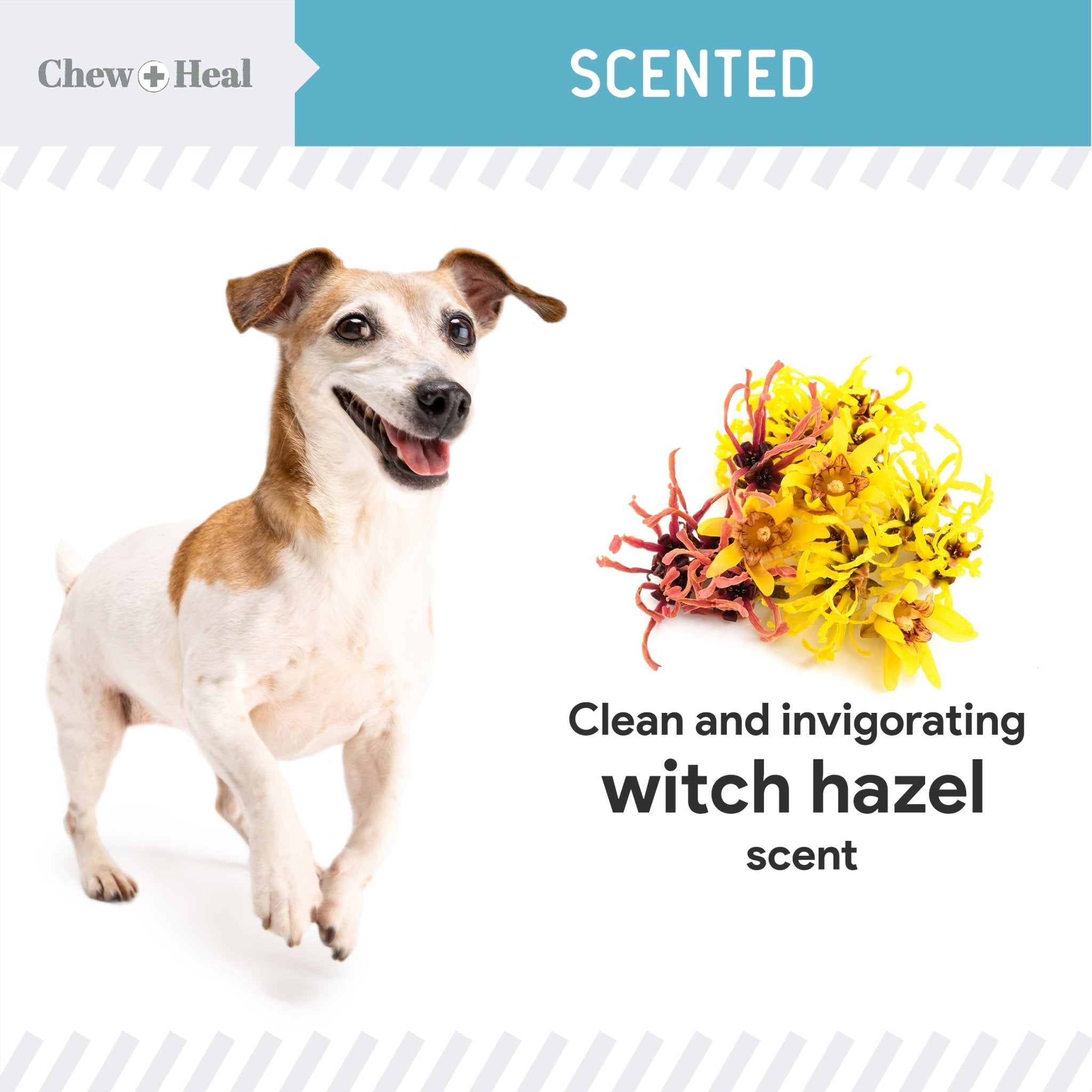 Fresh Scent, Soothing Aloe, Witch Hazel & Tea Tree Oil Dog Ear Cleaner - Eva Pet - Chew + Heal