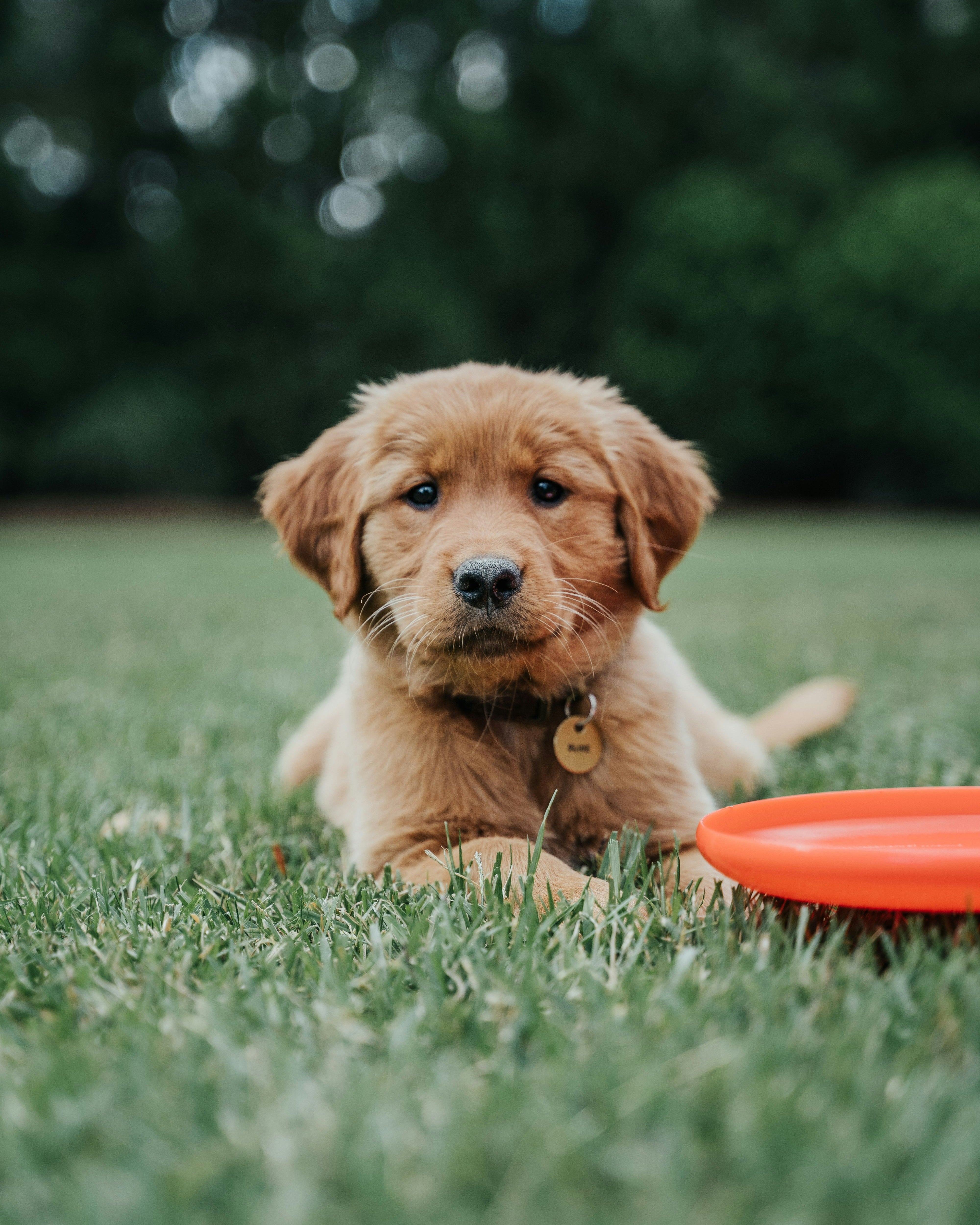 golden puppy playing with frisbee with id tag