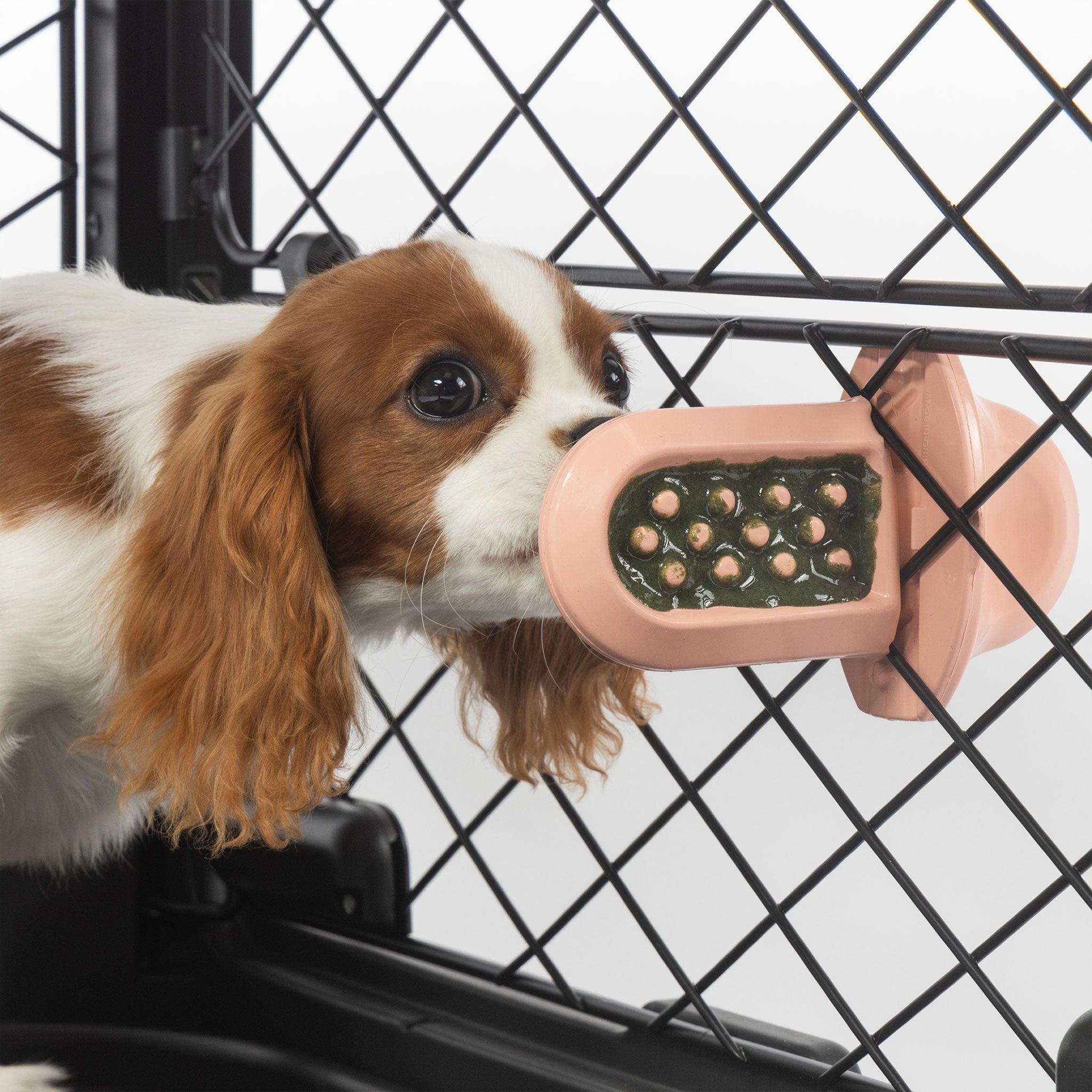 Groov Training Aid - Eva Pet - Diggs