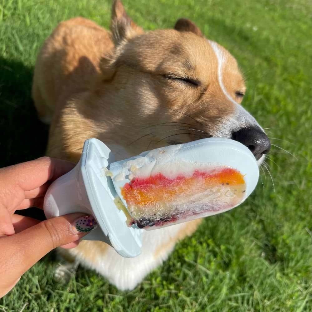 Groov Training Aid - Eva Pet - Diggs