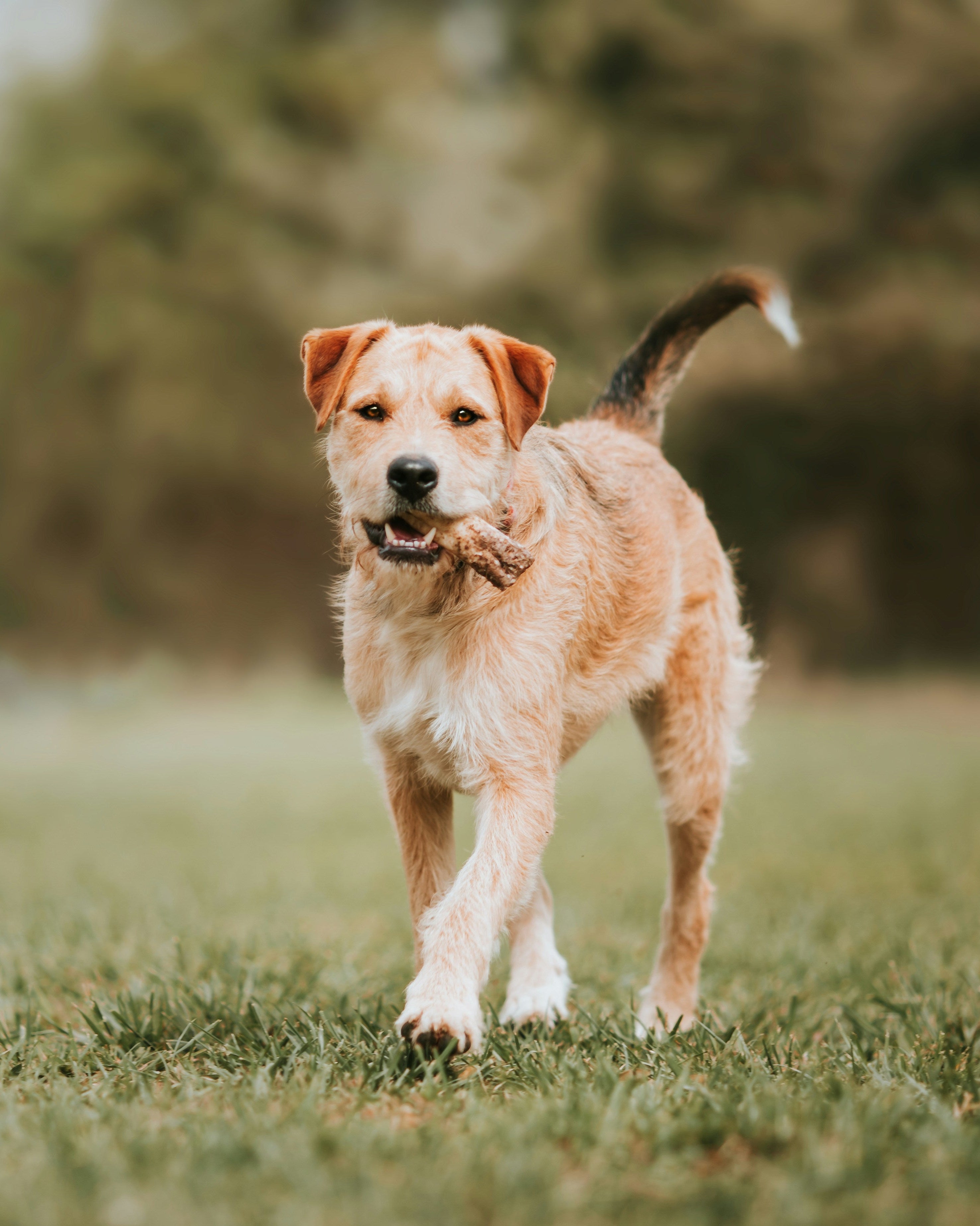 happy terrier dog with bone in mouth