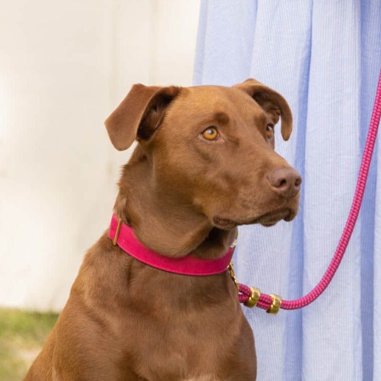 Hot Pink Dog Collar - Eva Pet - The Foggy Dog