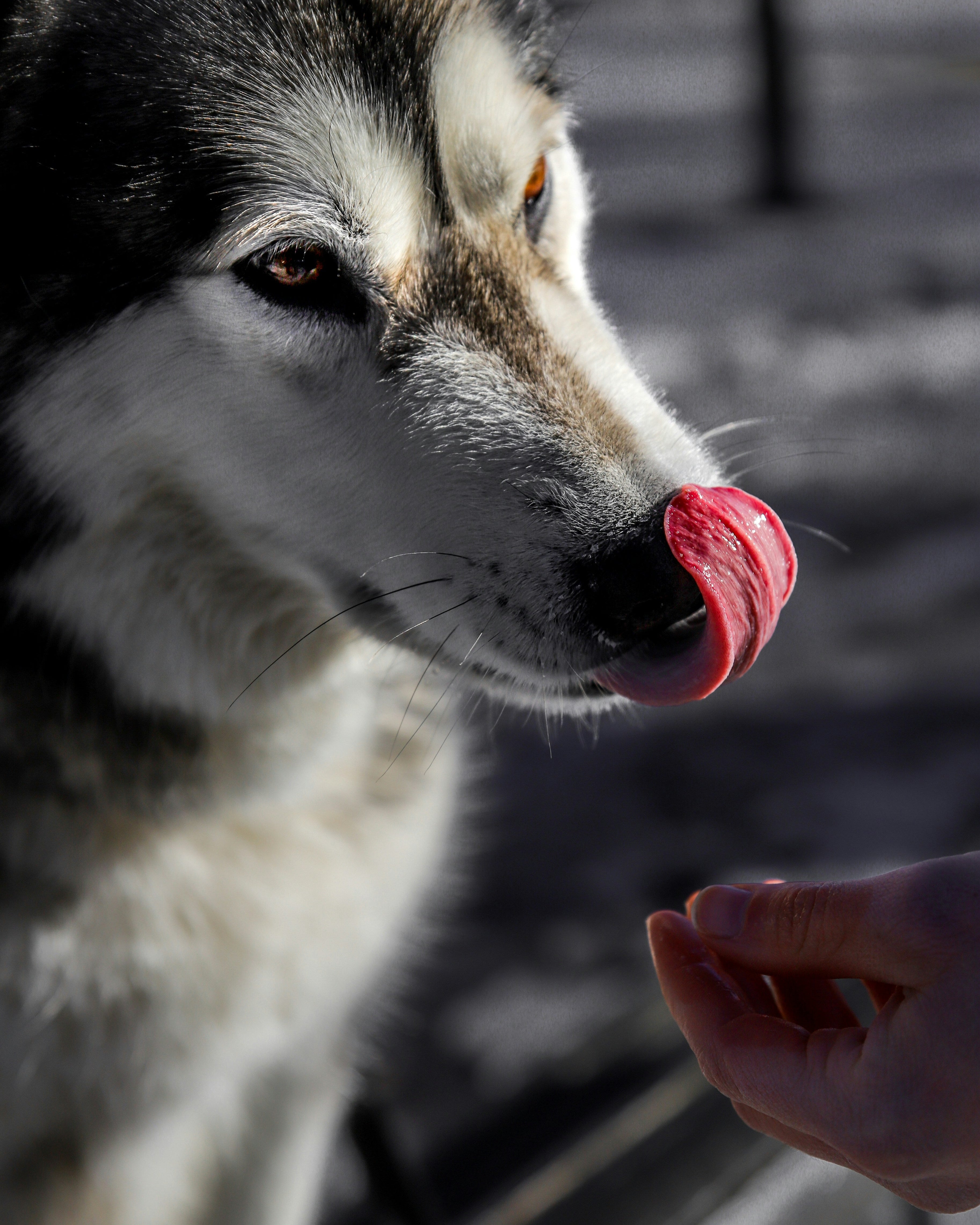 husky dog getting a treat