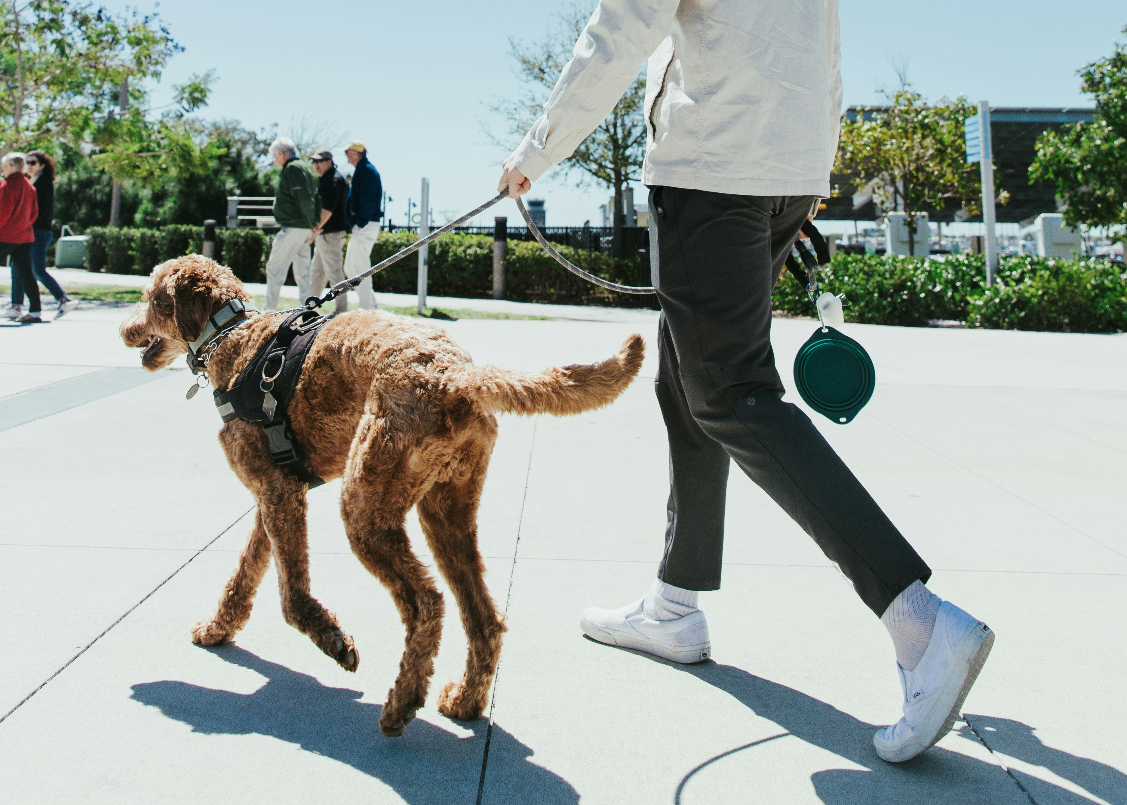 labradoodle with collar leash and harness