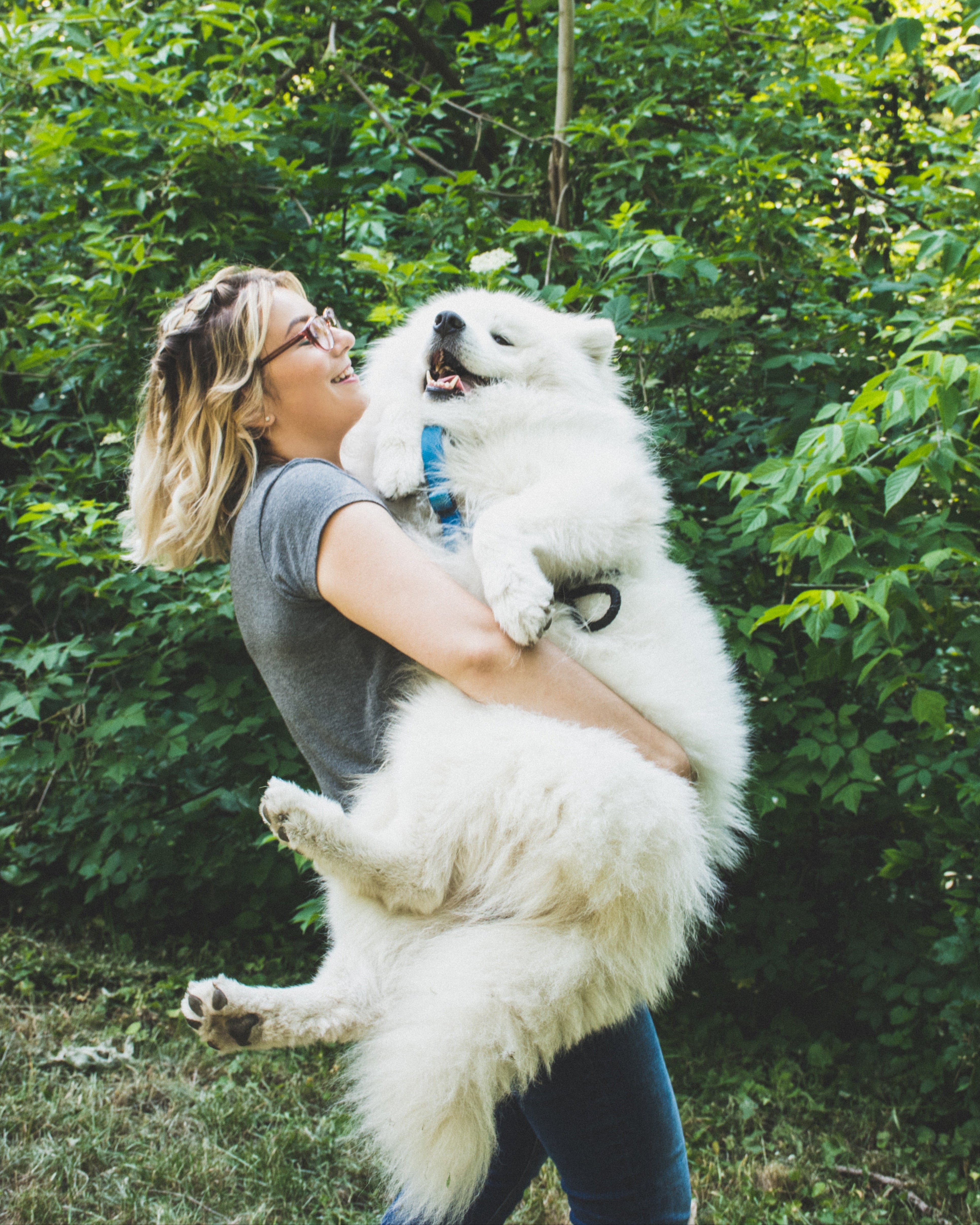large fluffy Samoyed dog with harness and leash