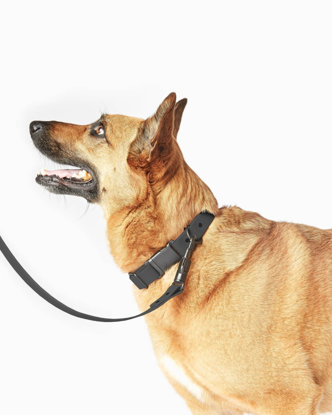 Signature Leash