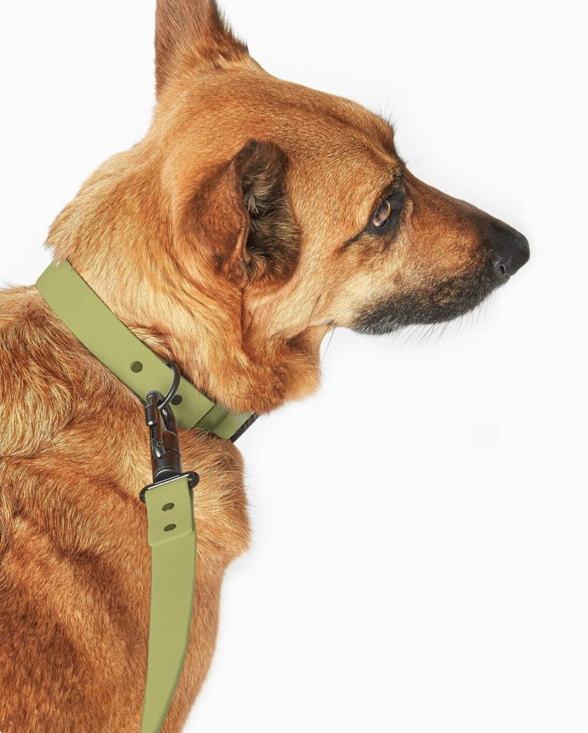 Signature Leash