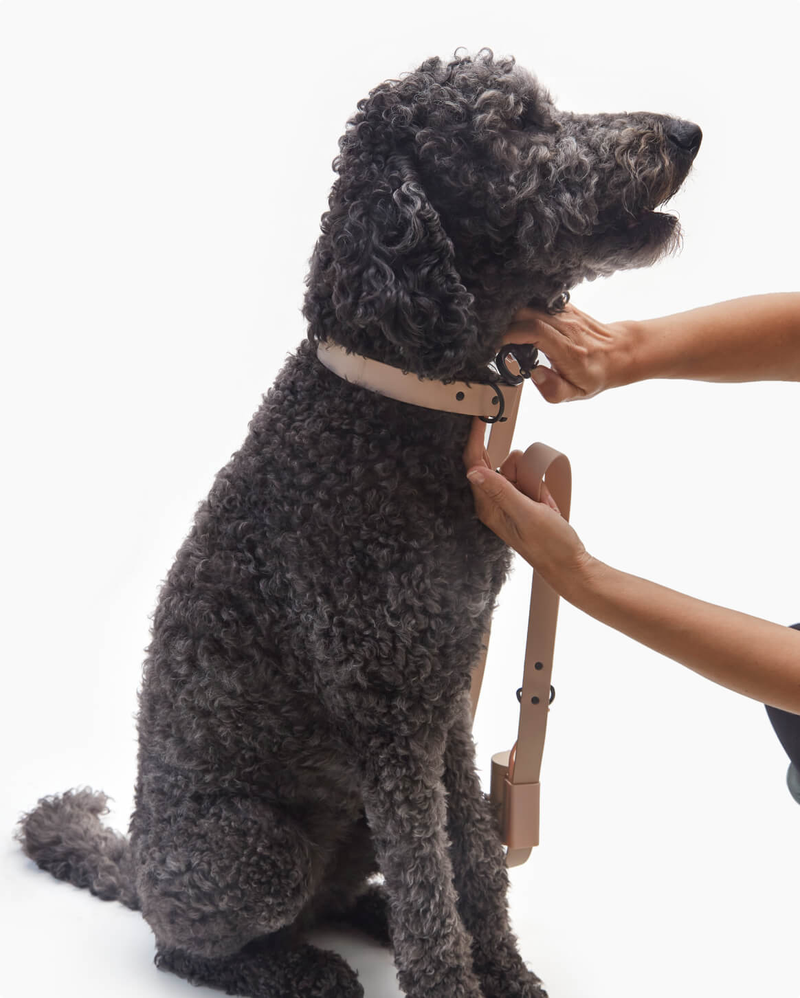 Signature Leash