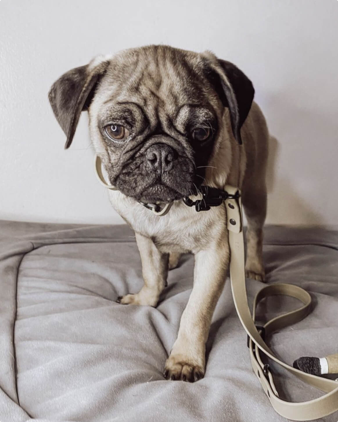 Signature Leash