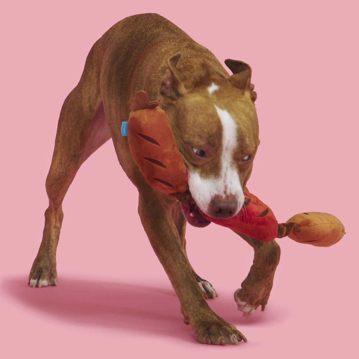 Lickin' Links Plush Dog Toy - Eva Pet - BARK