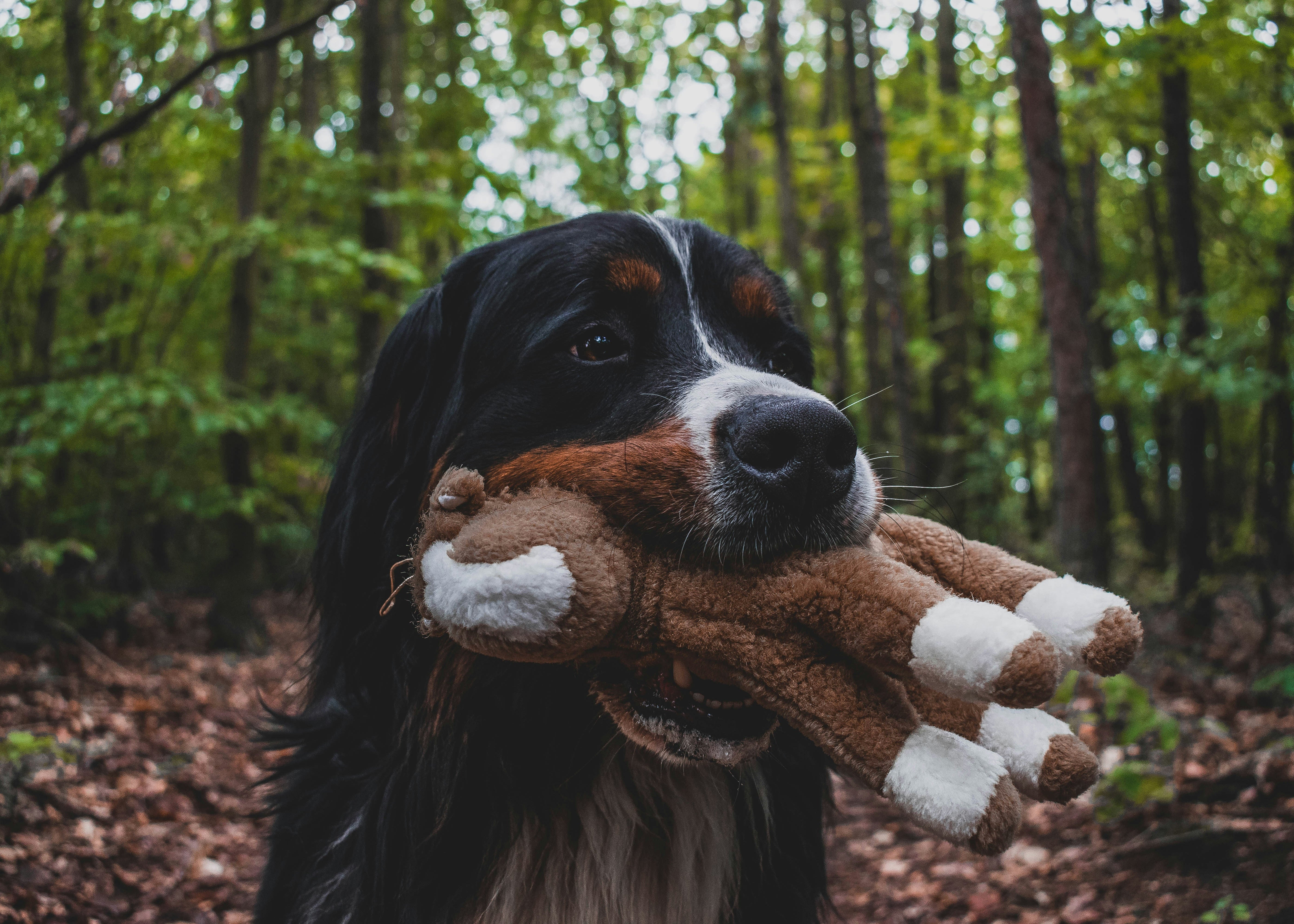 mountain dog with toy in mouth in nature