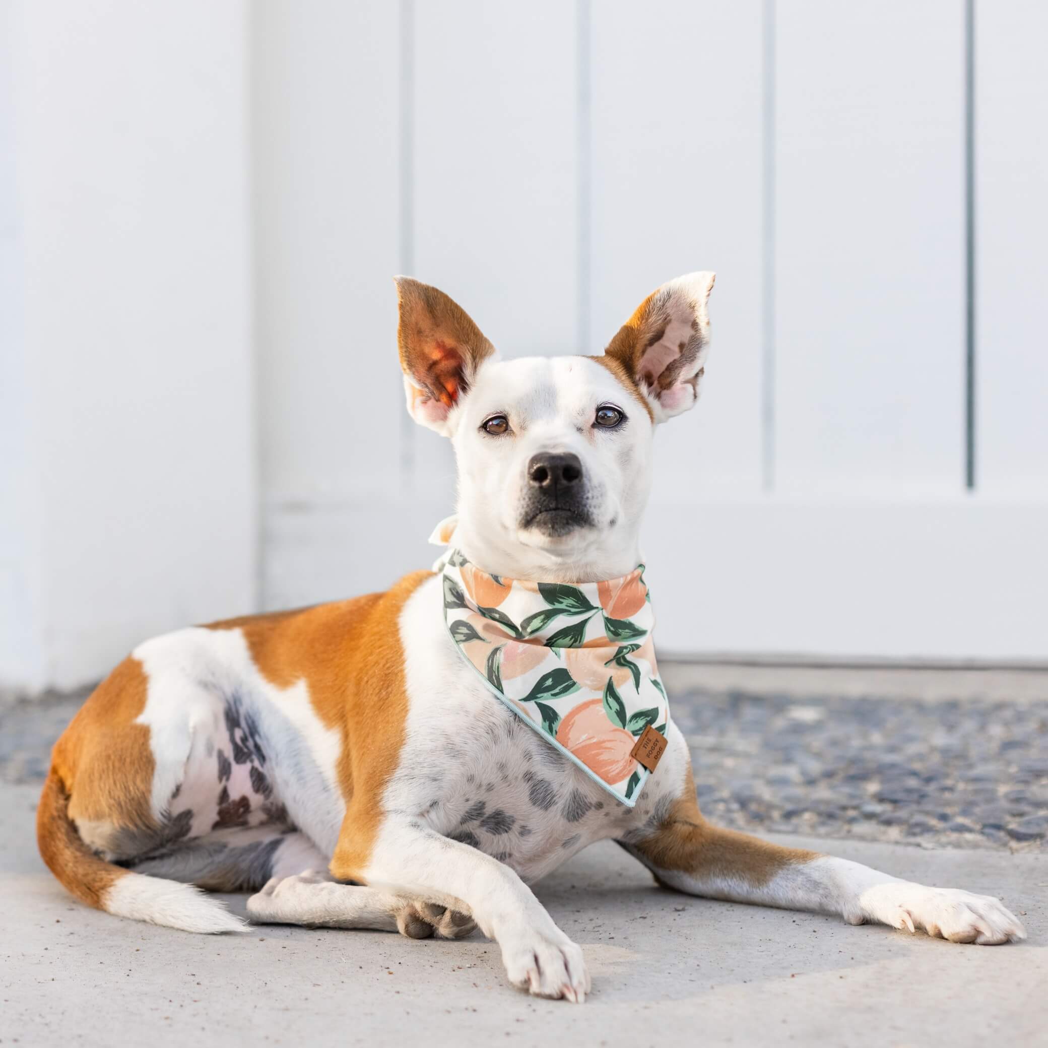 Peaches and Cream Dog Bandana