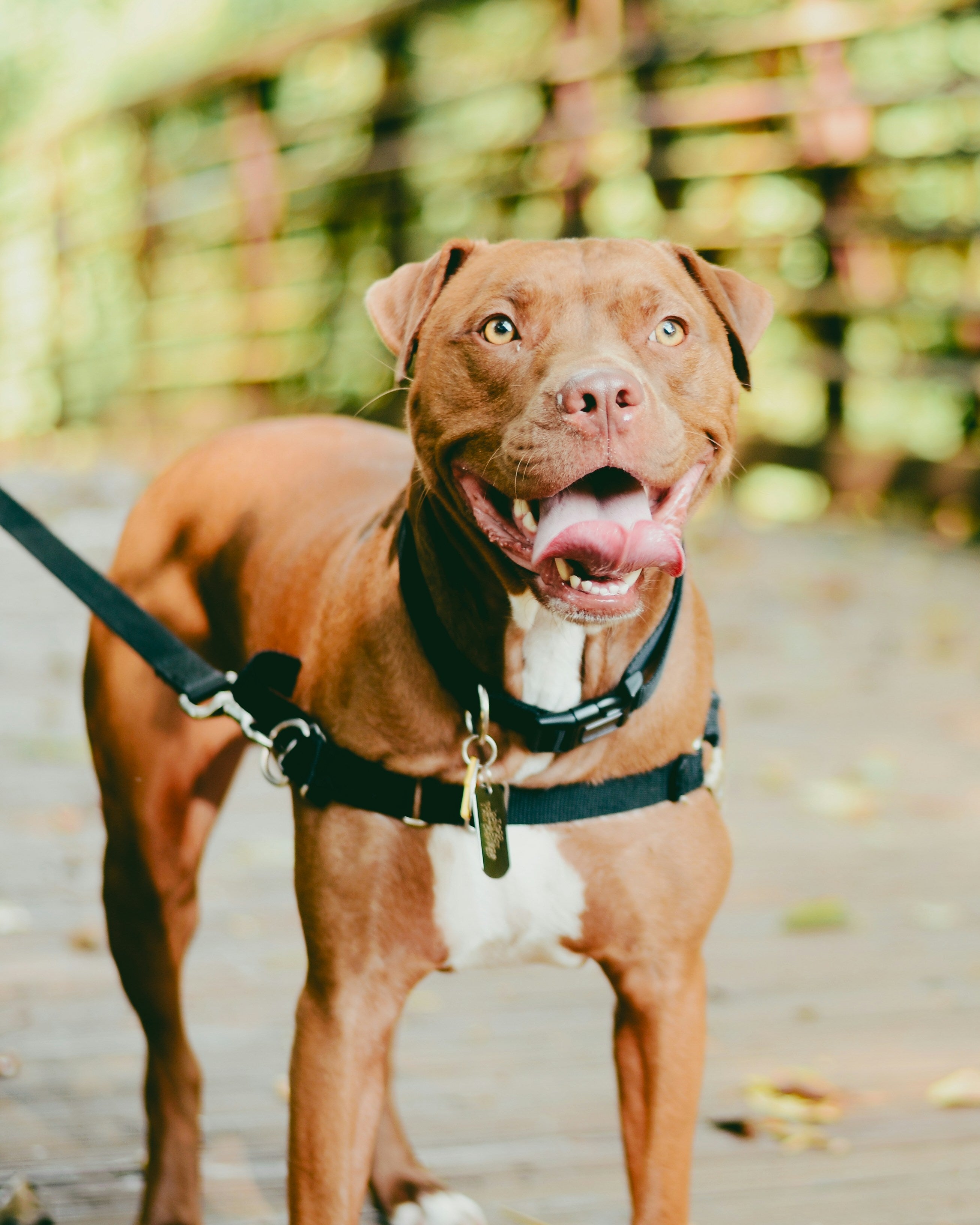 pit bull on leash with collar leash harness