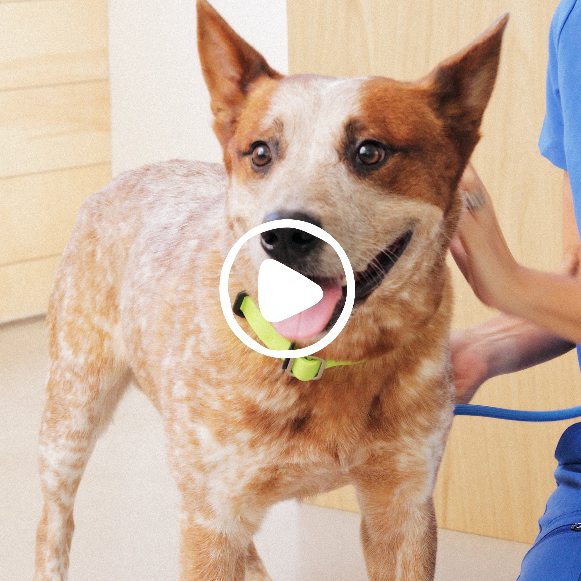 SKIN+COAT CHEWS - Eva Pet - Native Pet