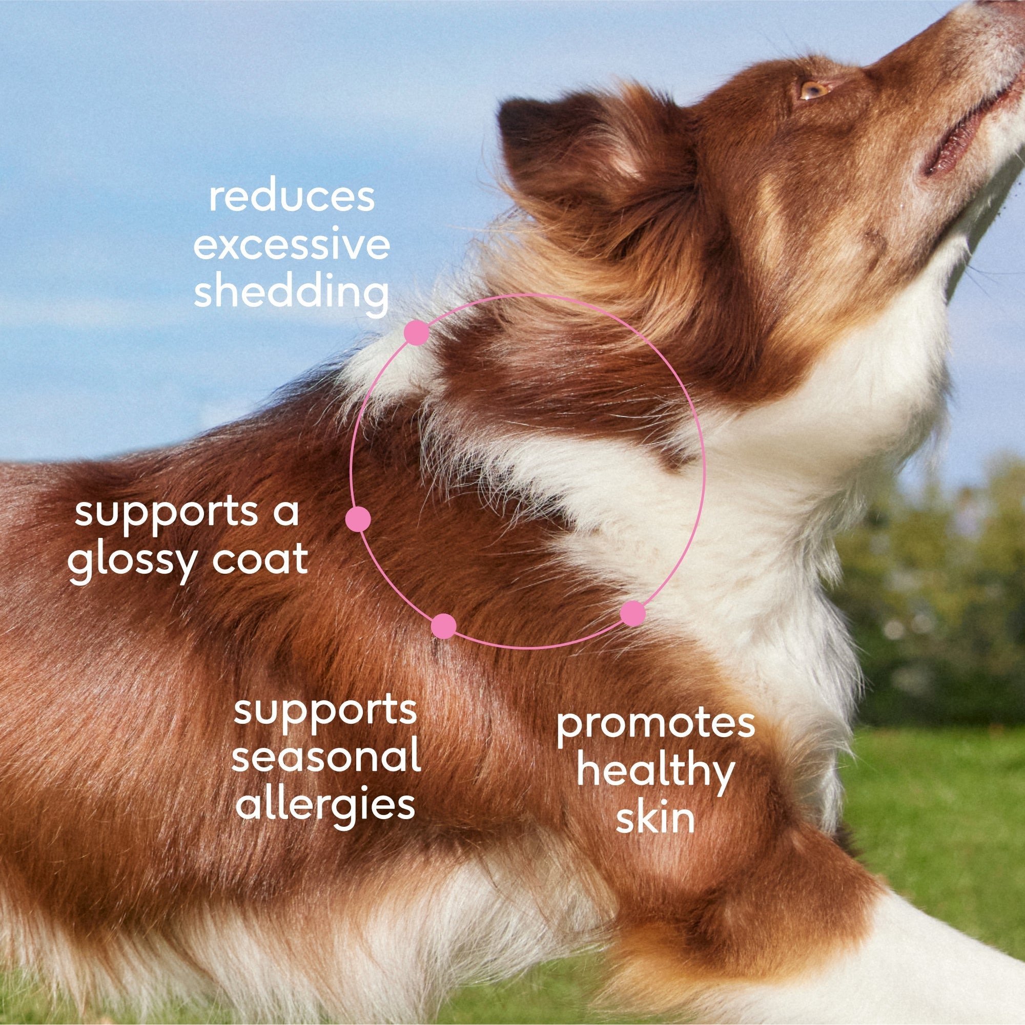 SKIN+COAT CHEWS - Eva Pet - Native Pet