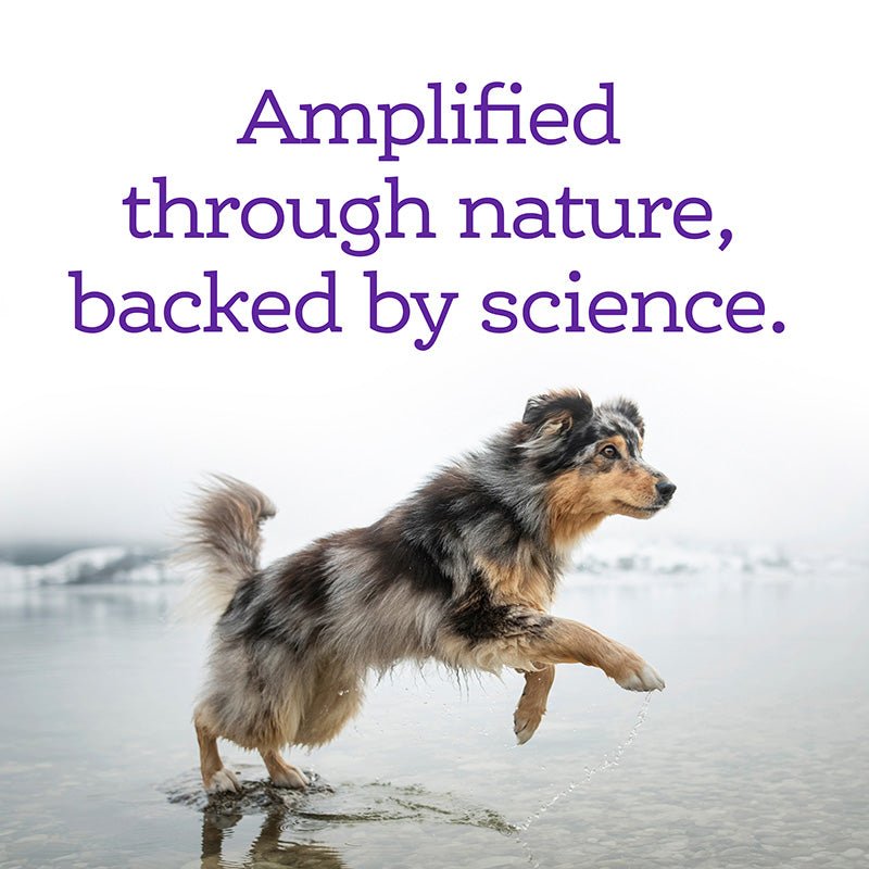 Soft Chew Calming Supplement - Eva Pet - NutriSource