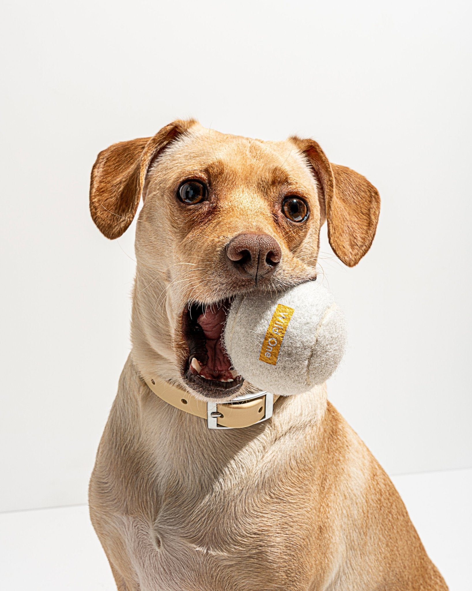 Tennis Balls - Eva Pet - Wild One