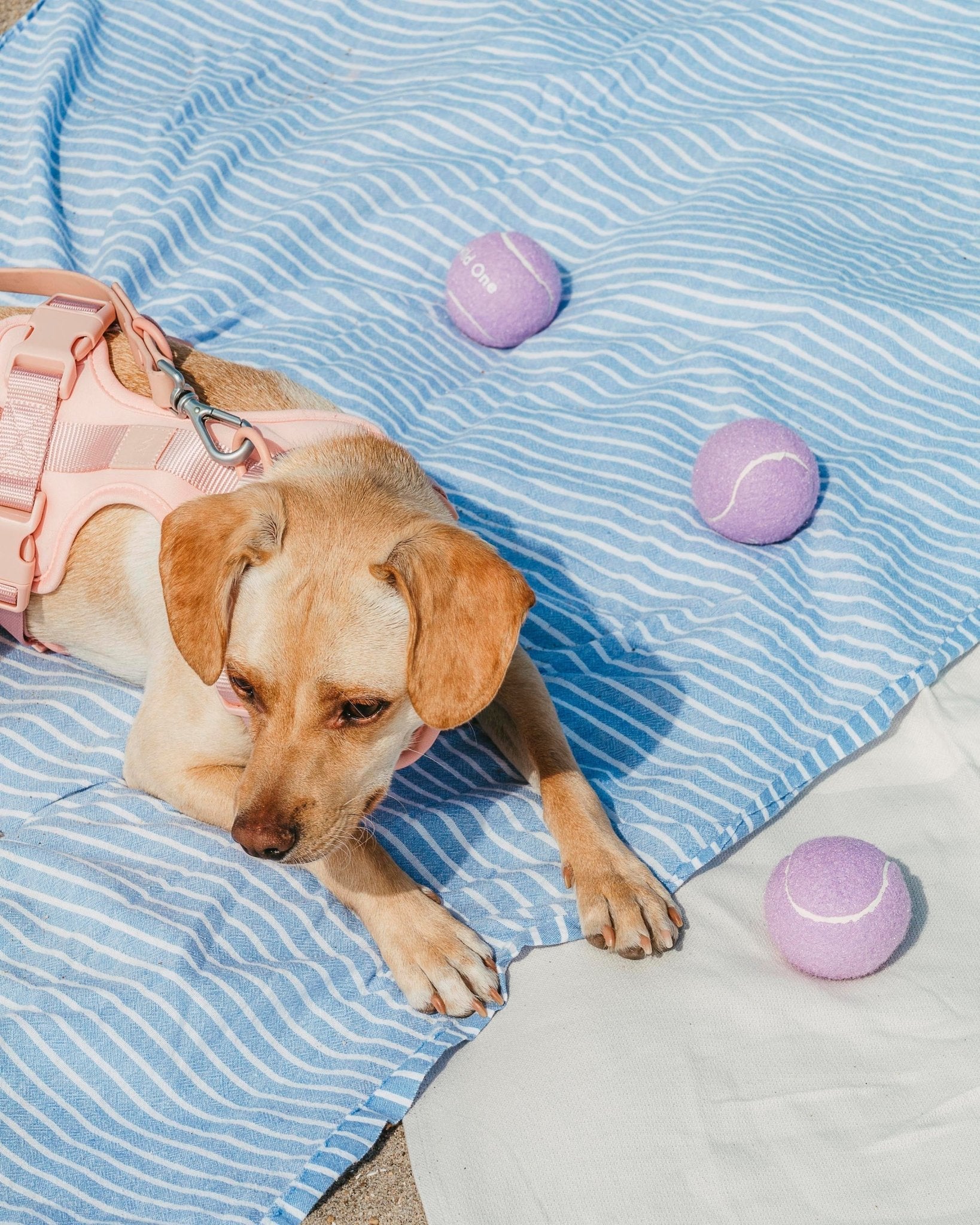 Tennis Balls - Eva Pet - Wild One