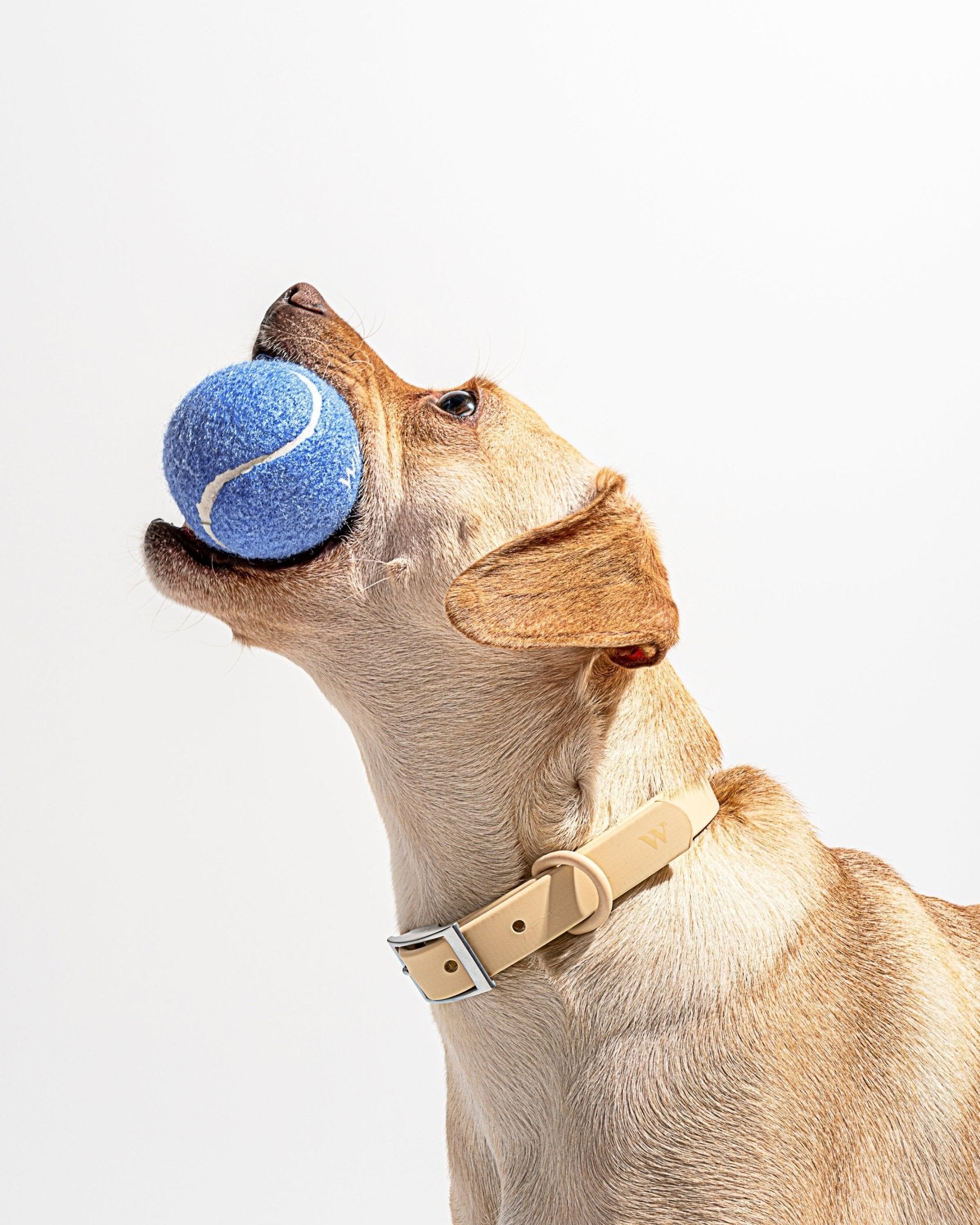 Tennis Balls - Eva Pet - Wild One