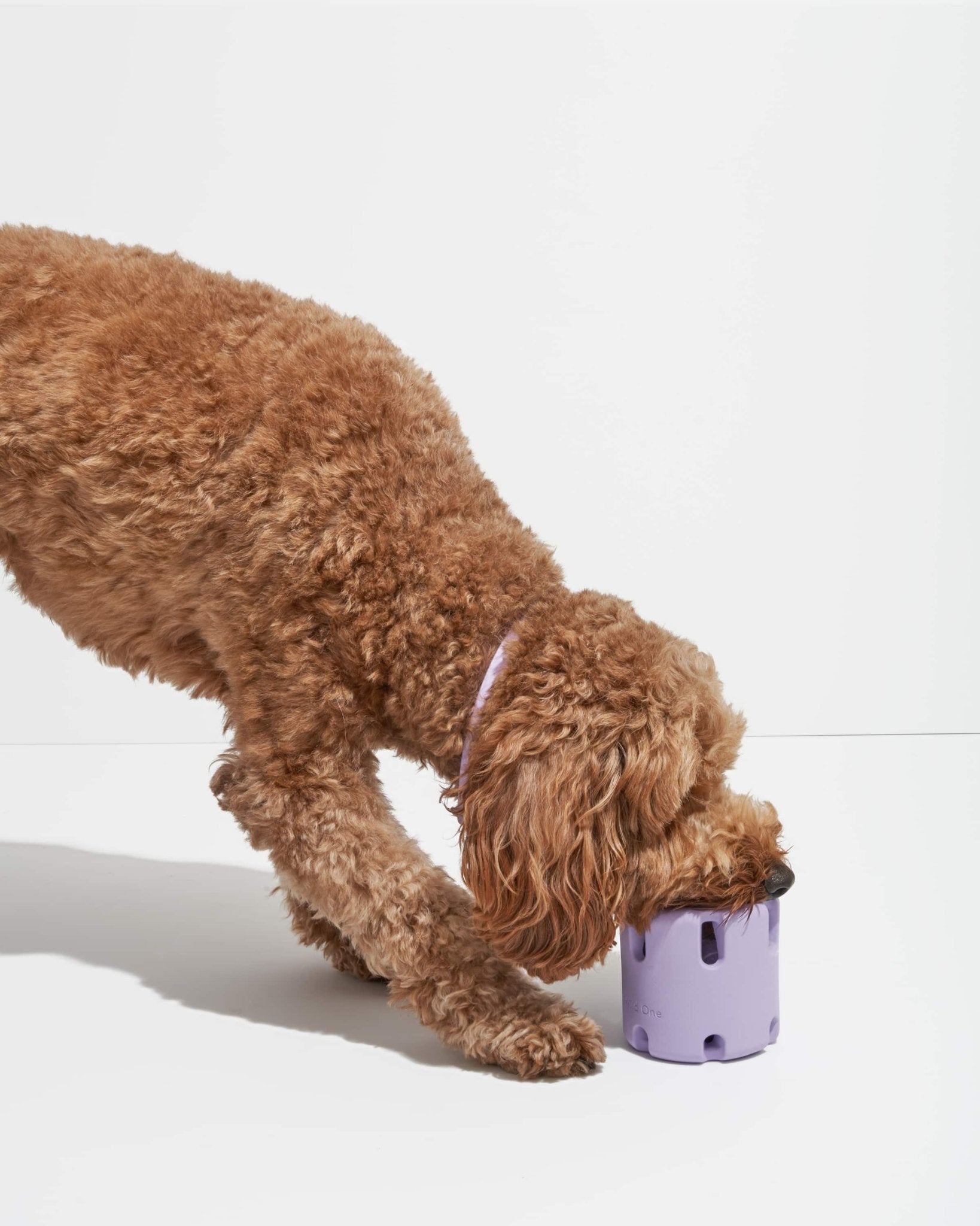 Tennis Tumble - Eva Pet - Wild One