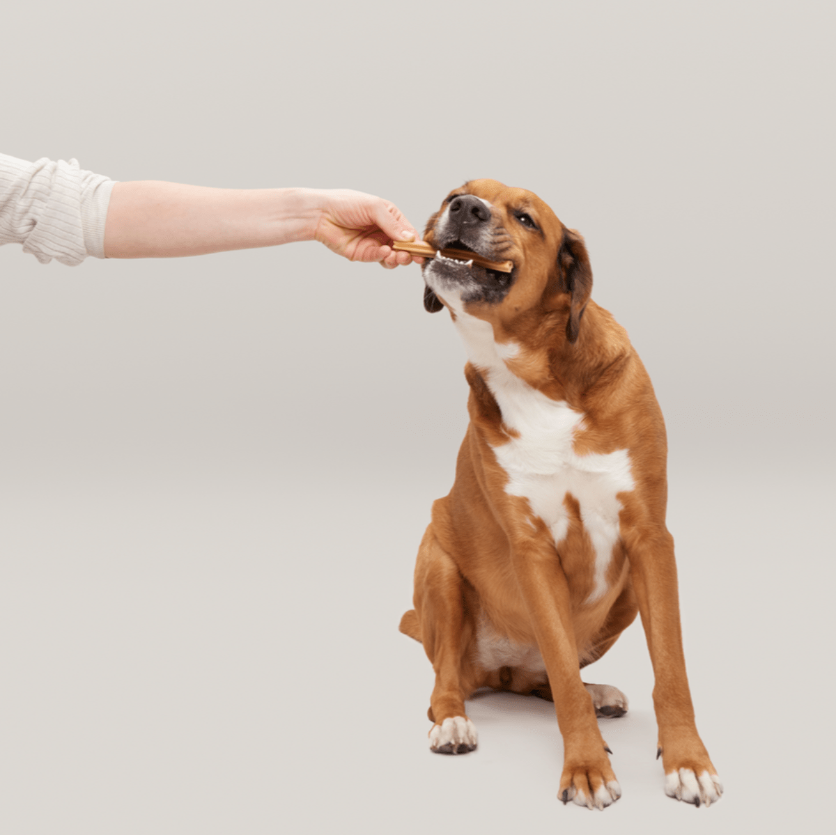 The Bright Dental Kit - Eva Pet - BARK
