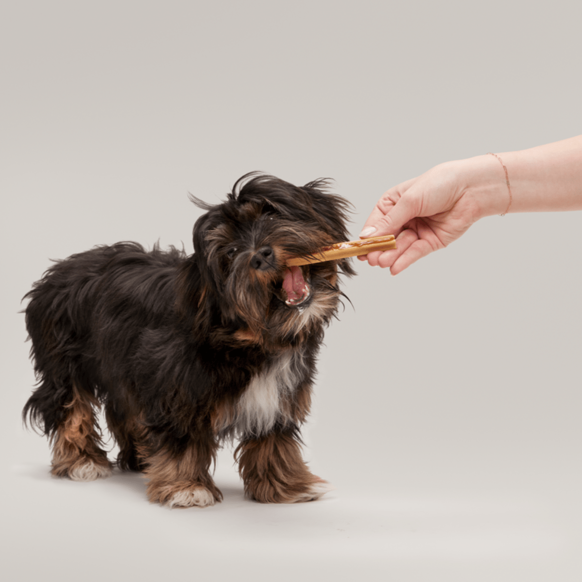The Bright Dental Kit - Eva Pet - BARK