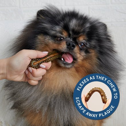 The Bright Durable Dental Kit - Eva Pet - BARK