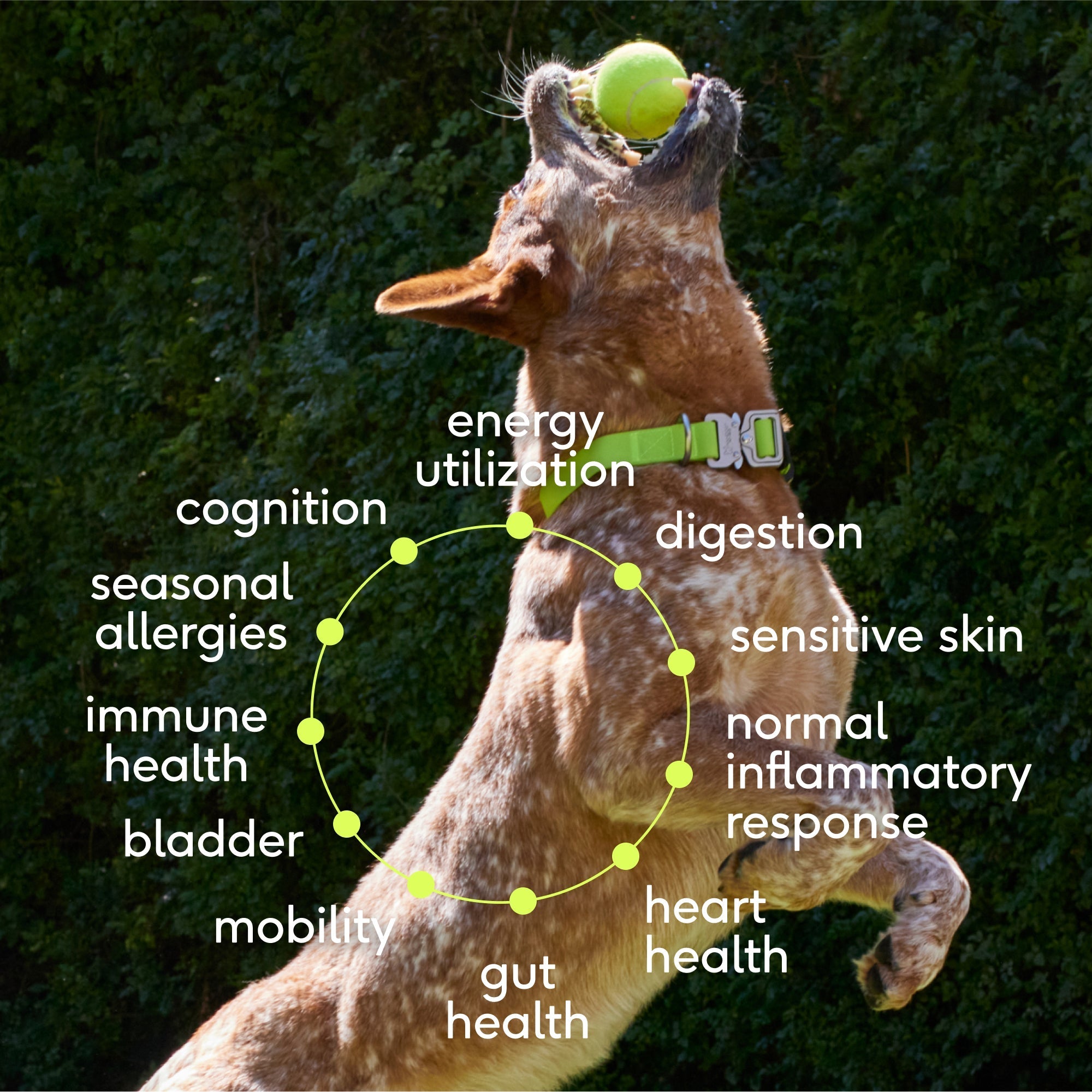 THE DAILY - Eva Pet - Native Pet