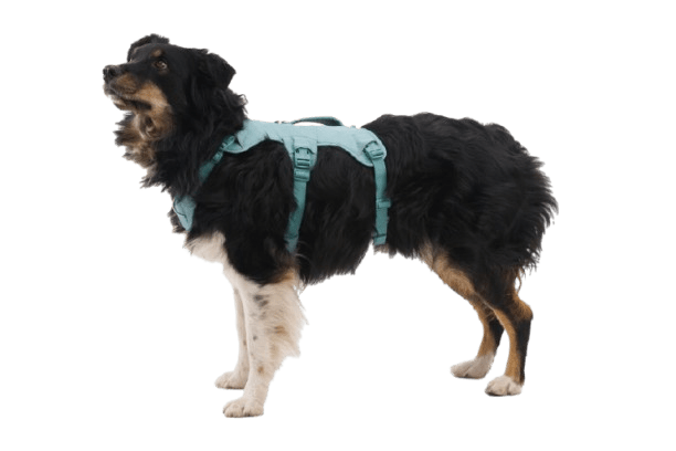 Web Master™ Dog Harness with Handle - Eva Pet - Ruff Wear Inc.