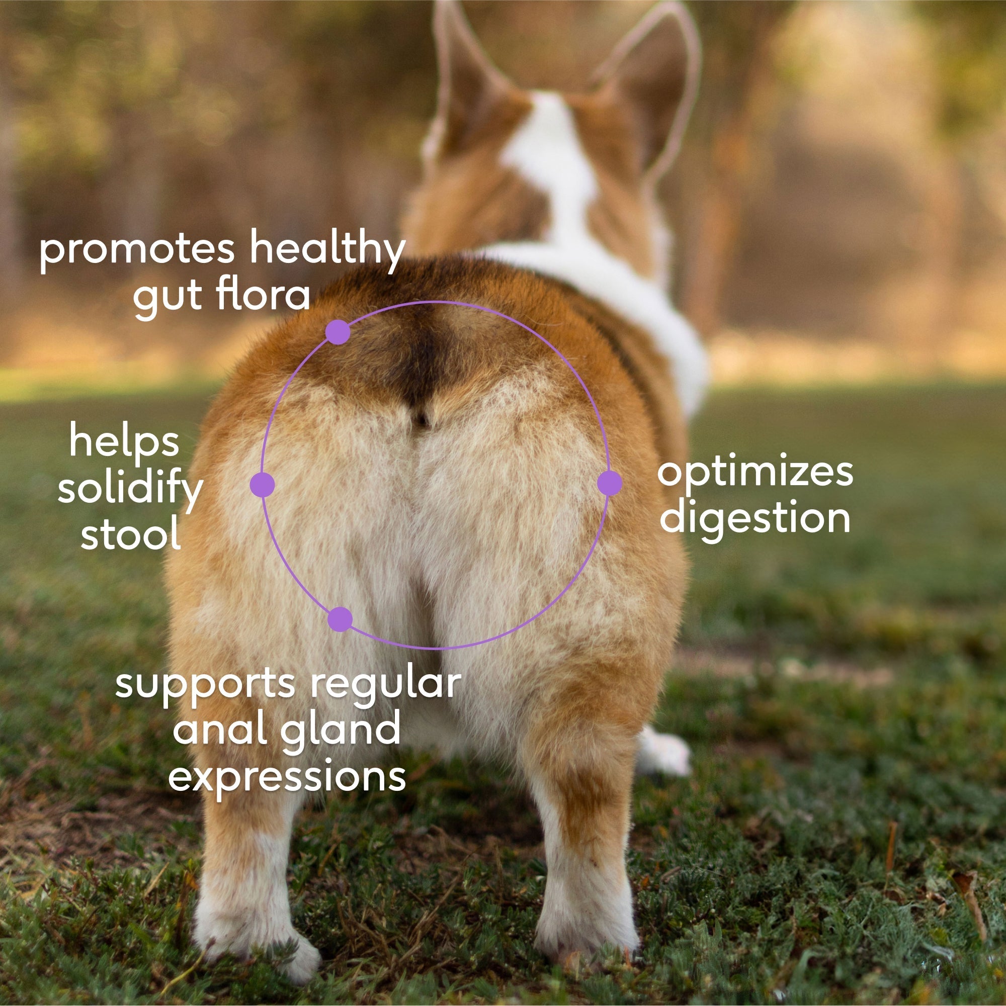 WONDERGLAND™ - Eva Pet - Native Pet